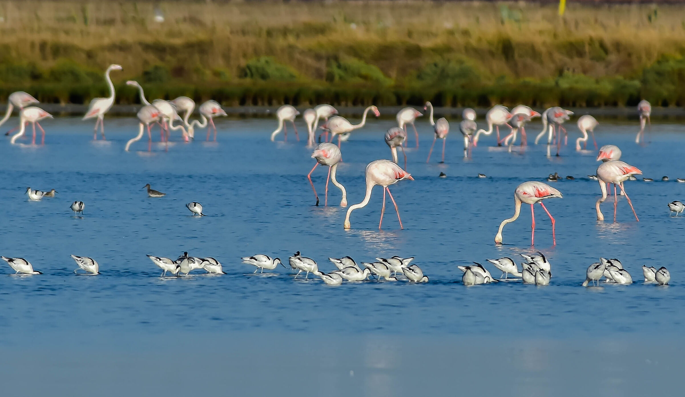 Flamingos and Avocette...