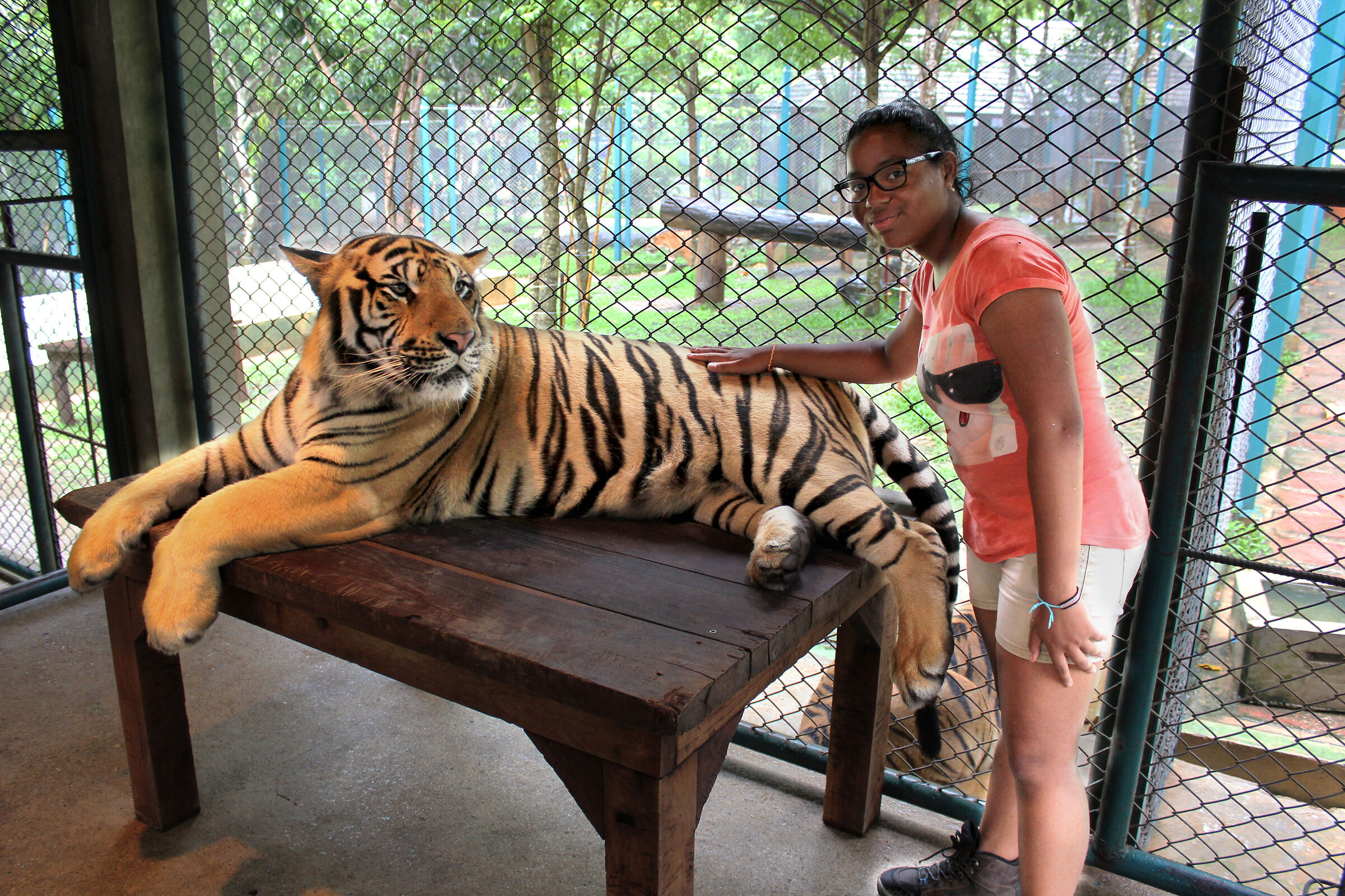 indochinese tiger, thailand...