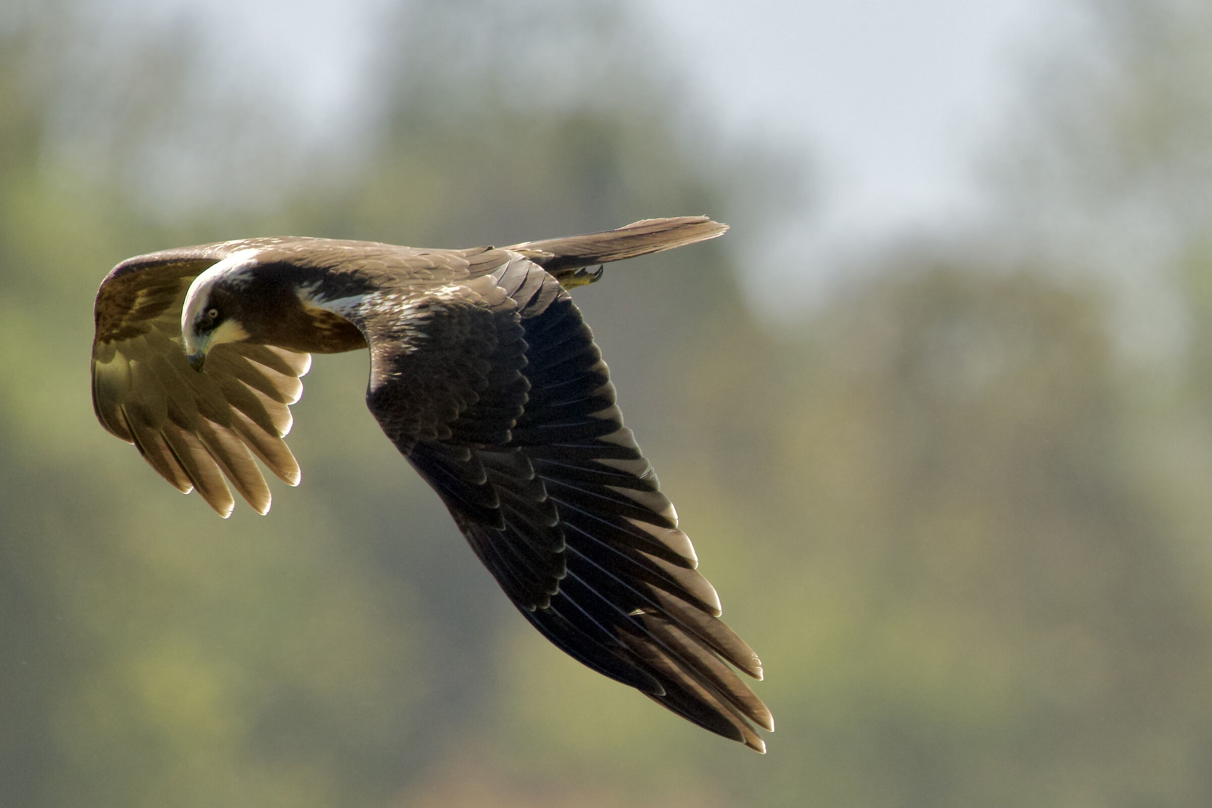 Marsh falcon patrolling...