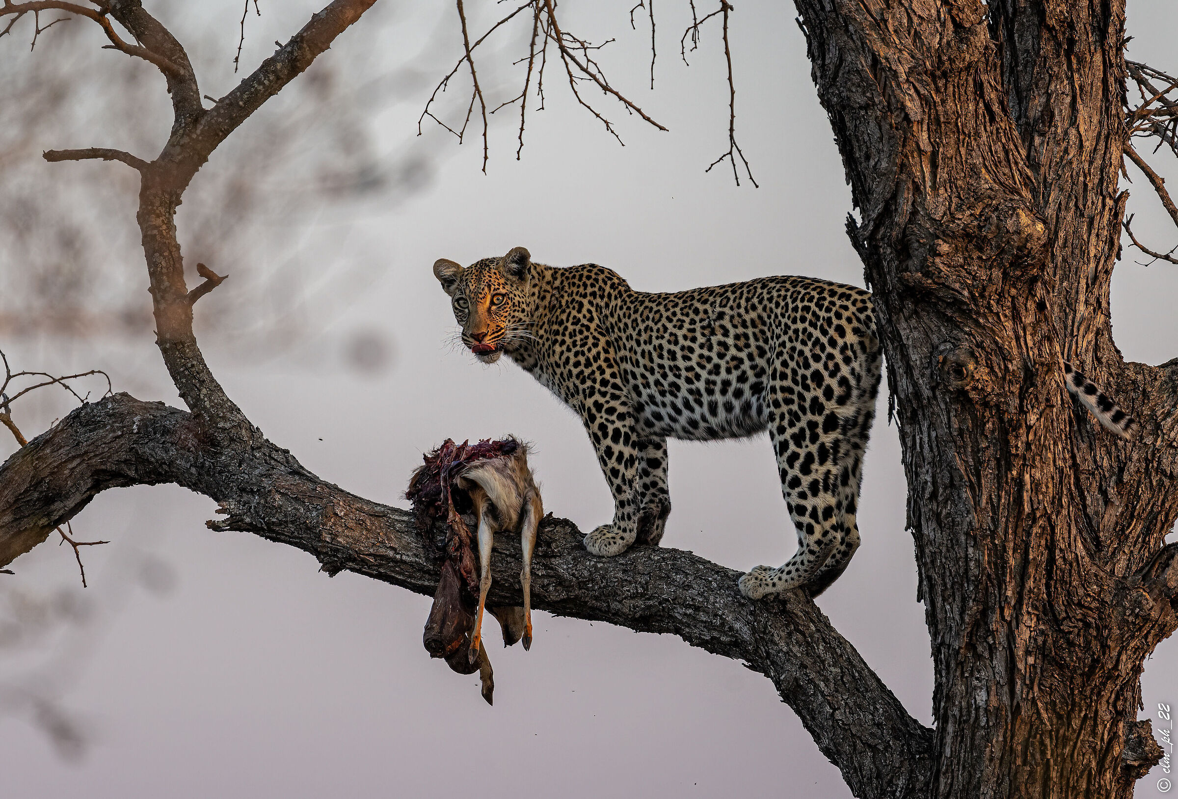 Leopardina with prey (impala) ...