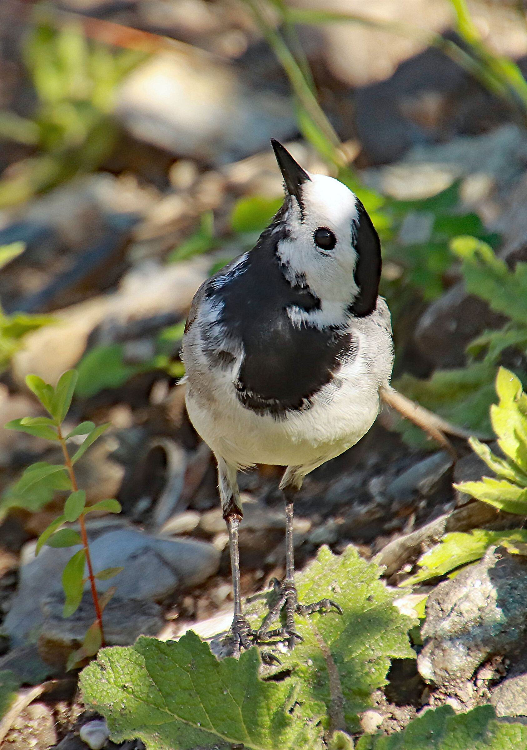 White wagtail ...