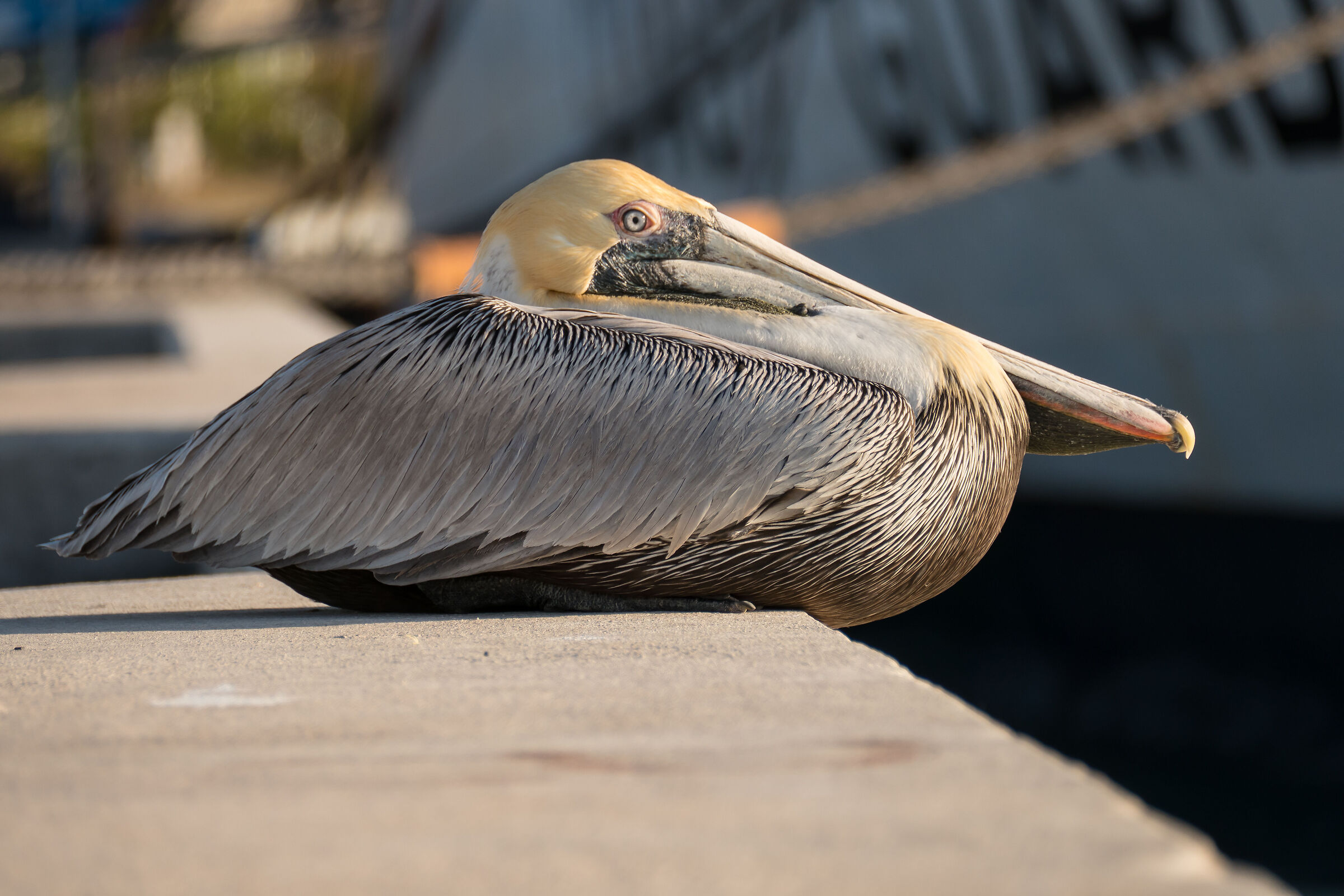Pelican on Key West Pier...