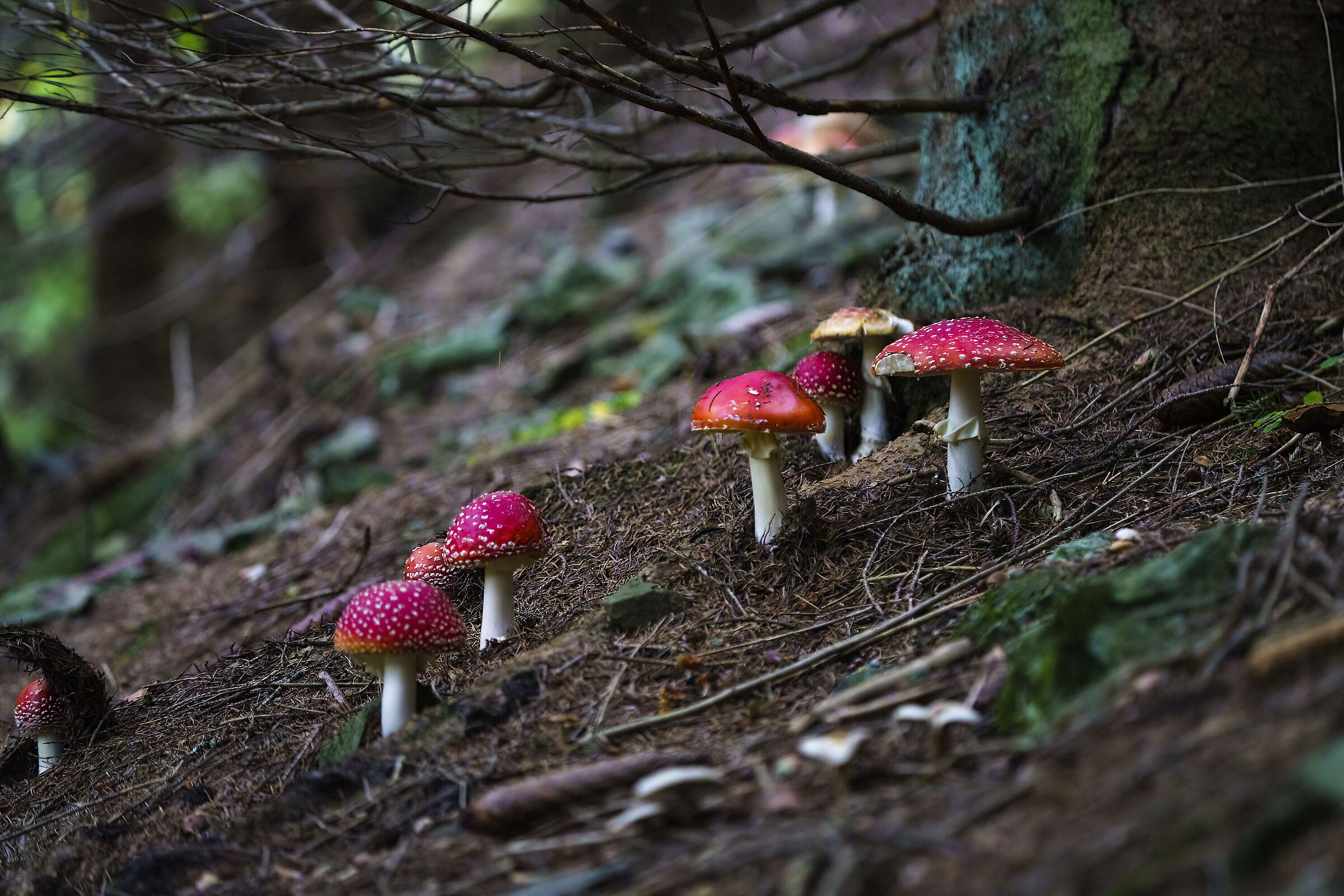 Colorful mushrooms...