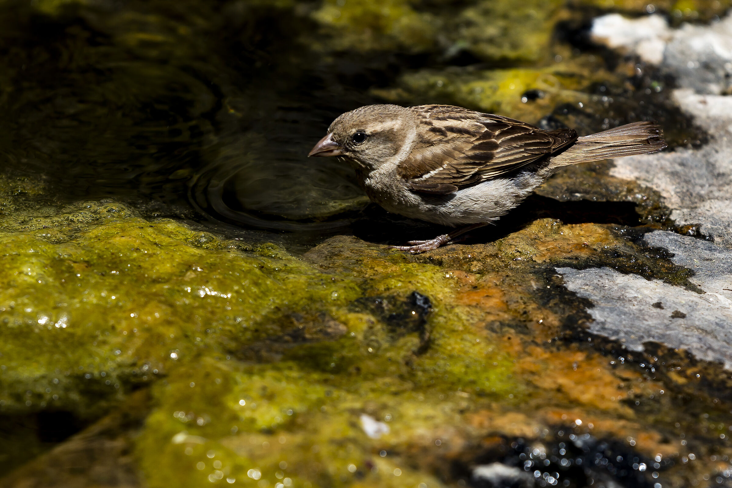 Watering sparrow...