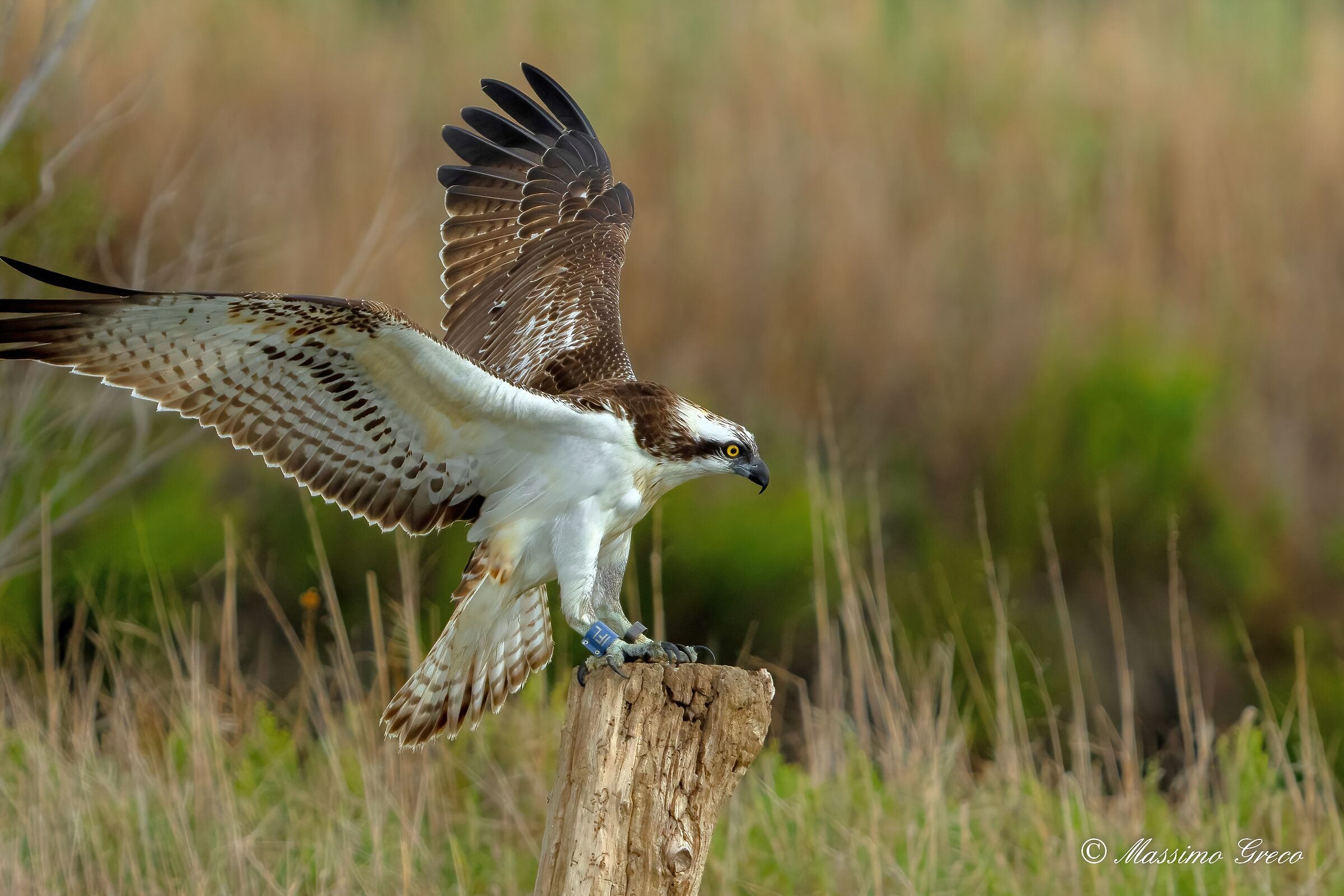 L'attracco del Falco pescatore...