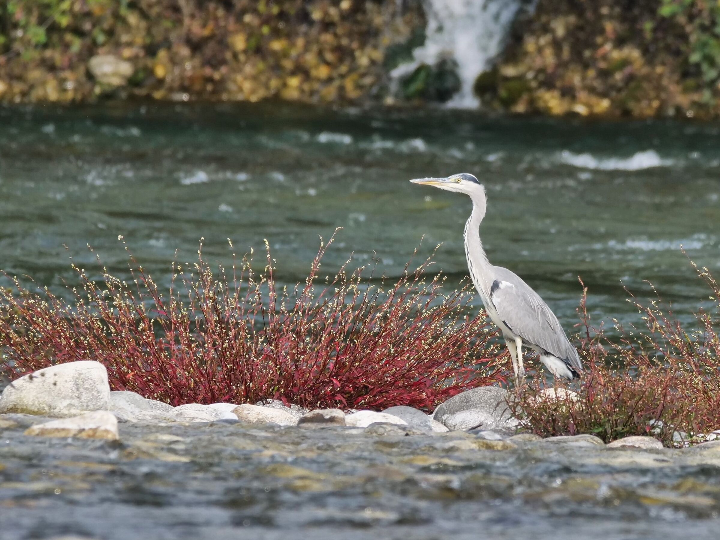 Grey heron fishing on the Ticino river...