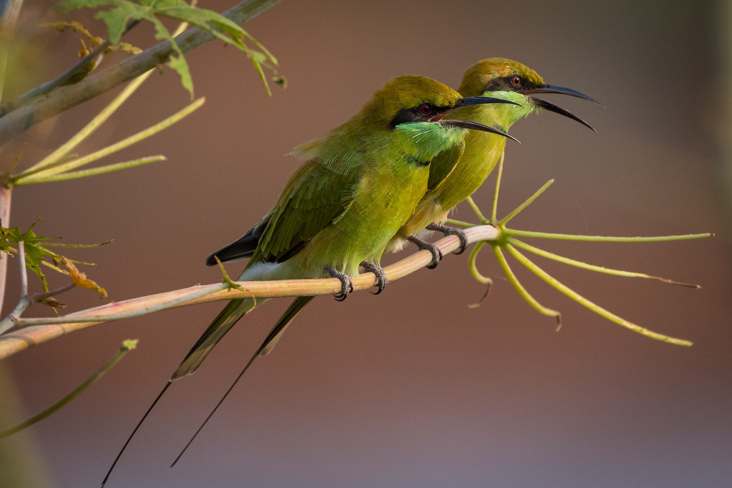 Couple of Bee Eaters...