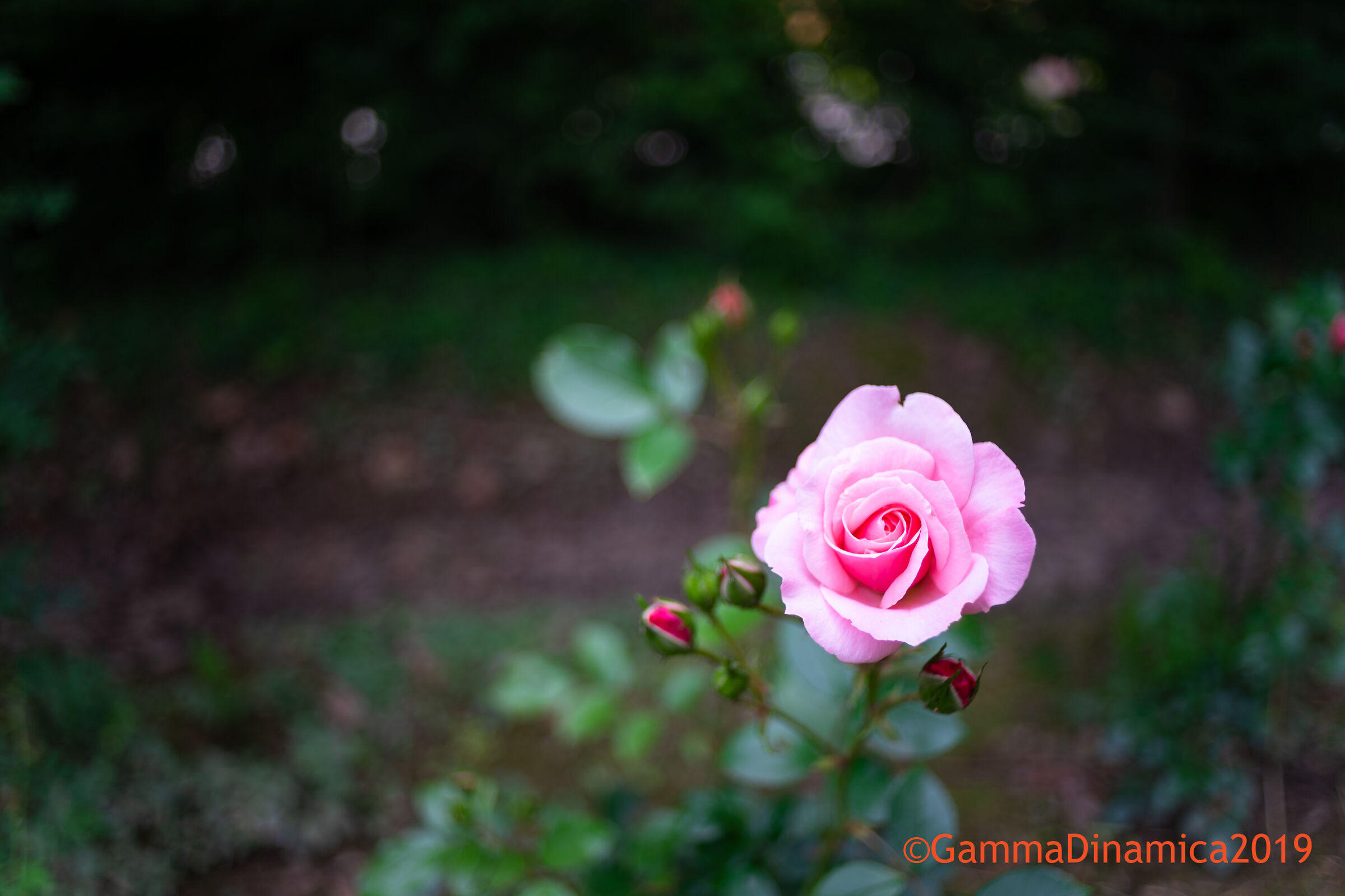 Pink rose...