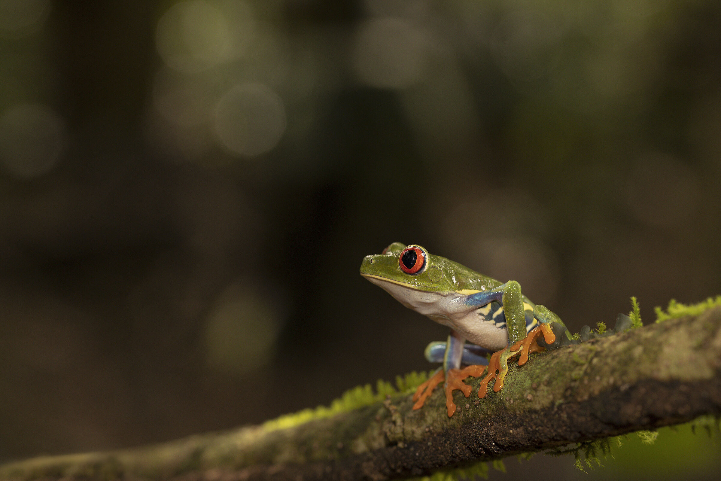 Red-eyed frog...