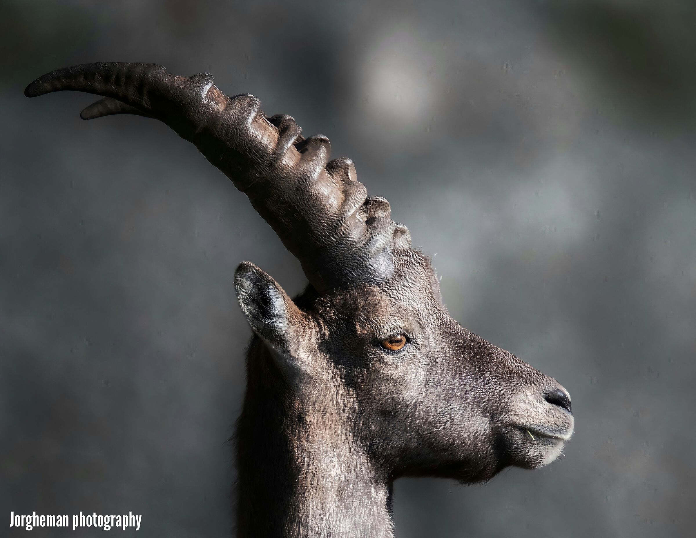 Female ibex...