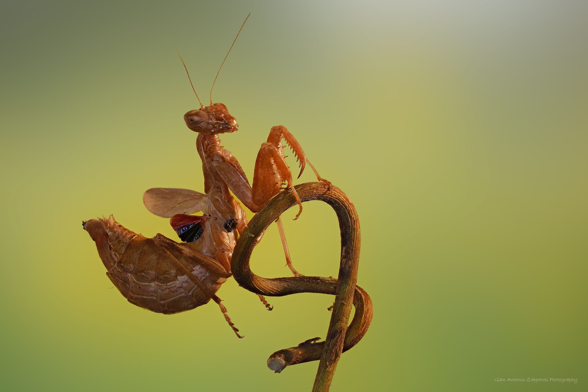 Dwarf mantis (Ameles spallanziana) ...
