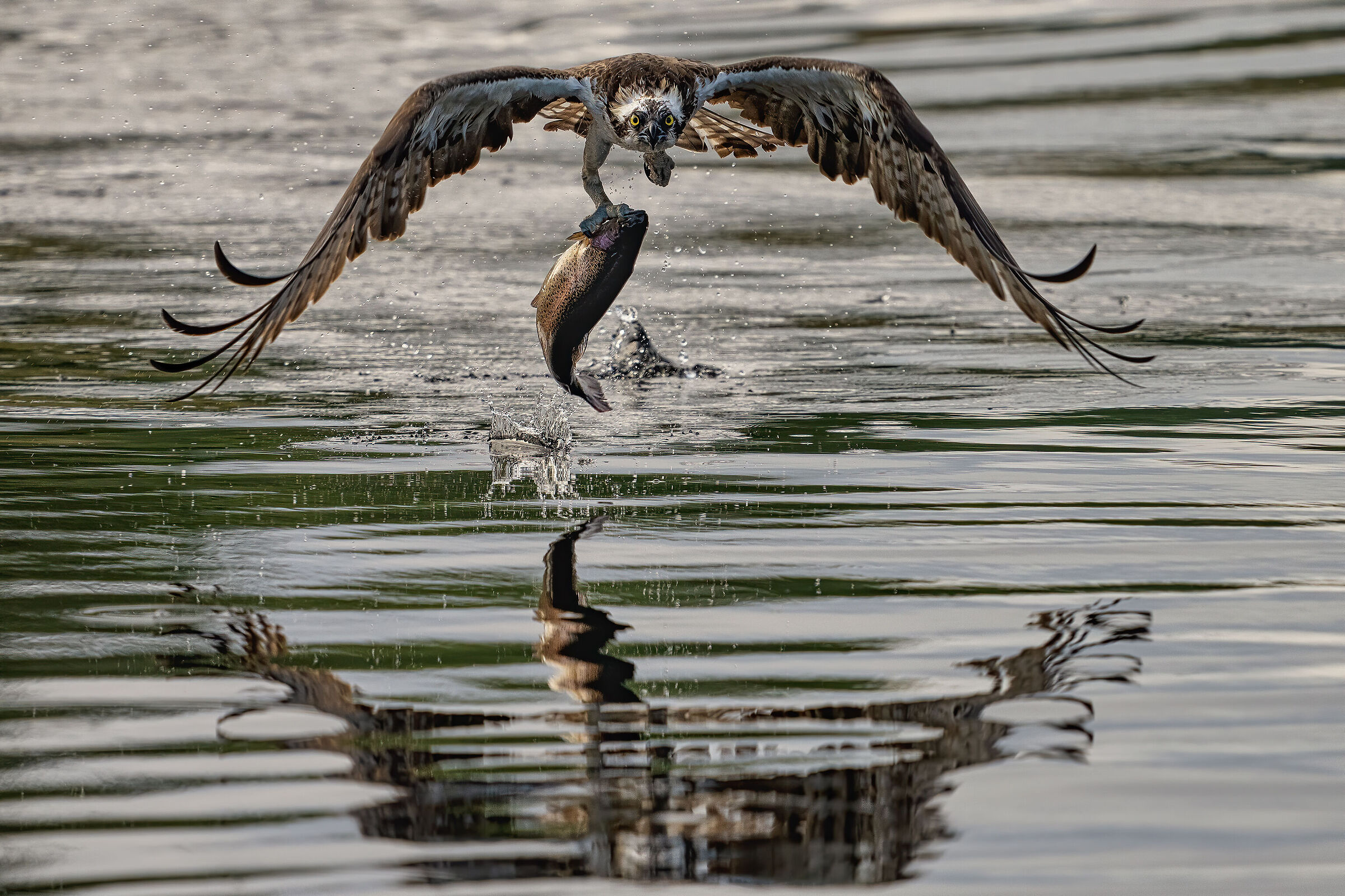 Mirrored osprey...