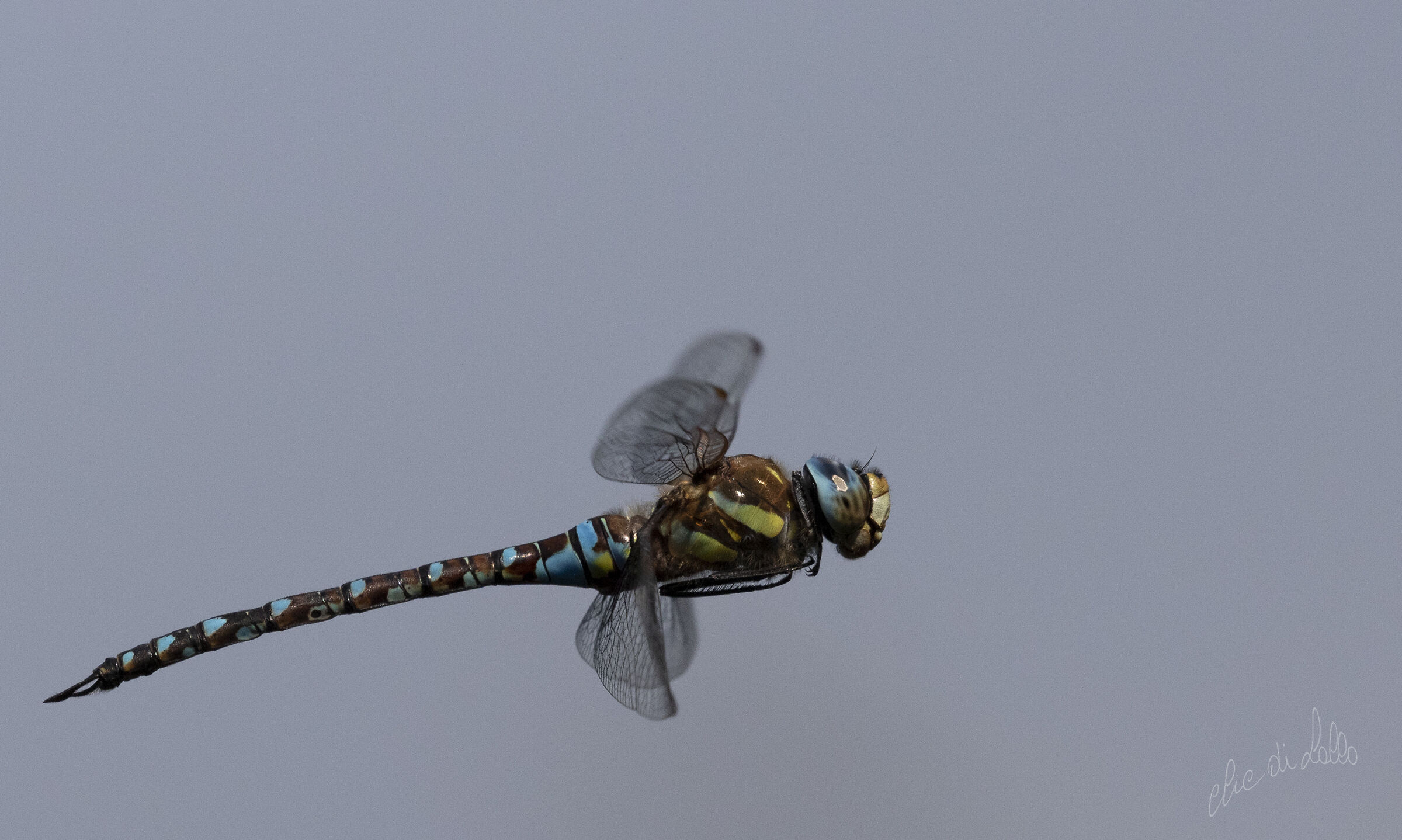 dragonfly in flight....