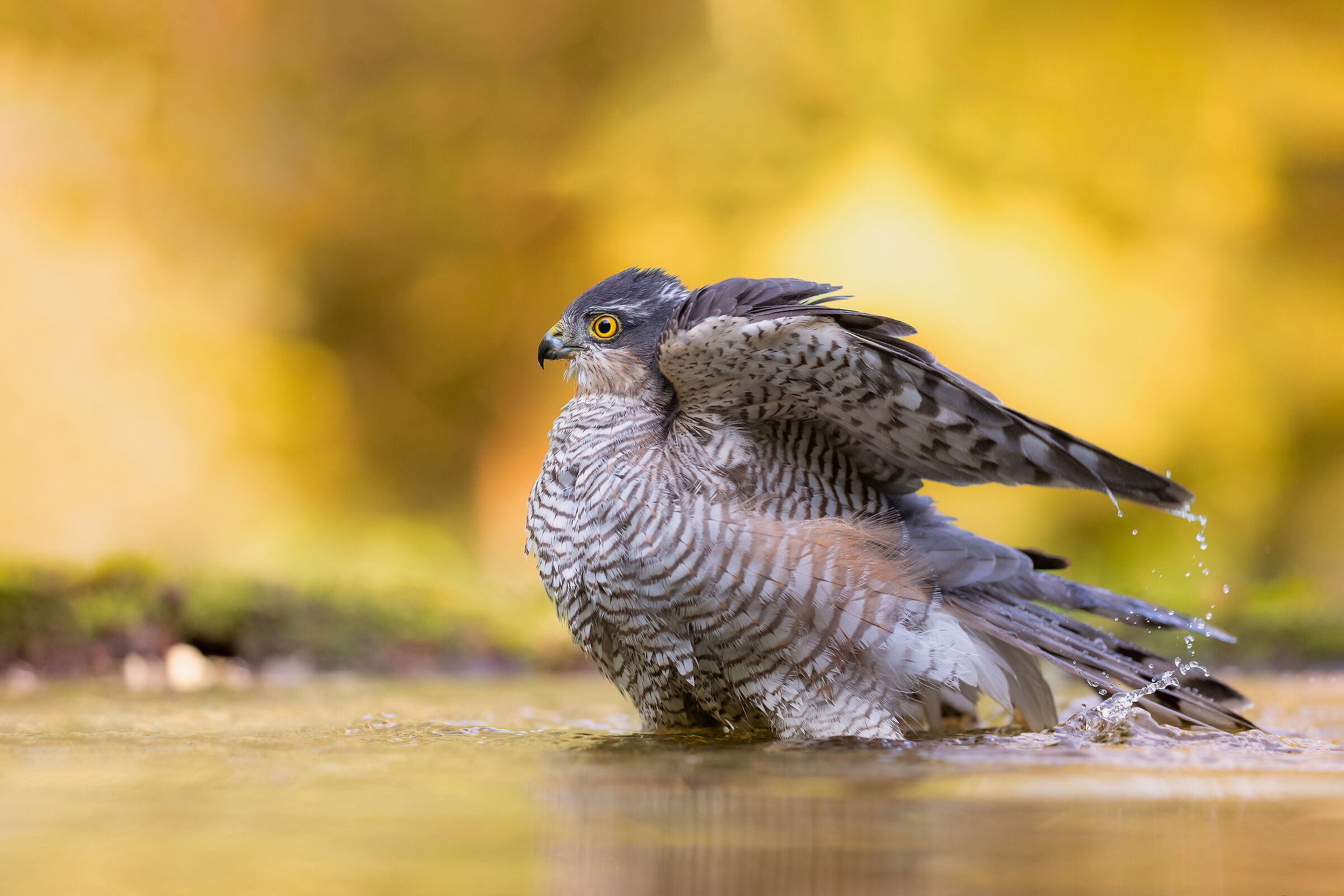 Sparrowhawk (f)...