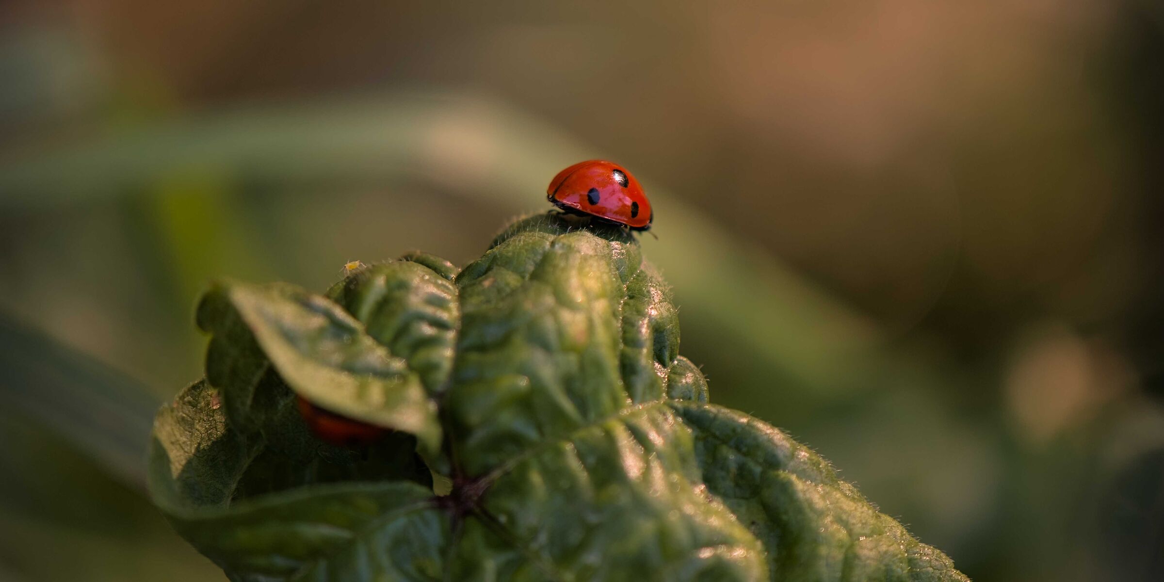 Ladybugs II...