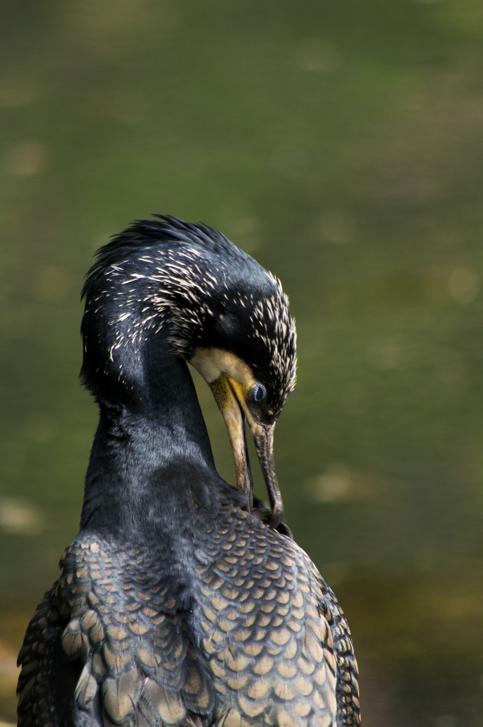Common cormorant...