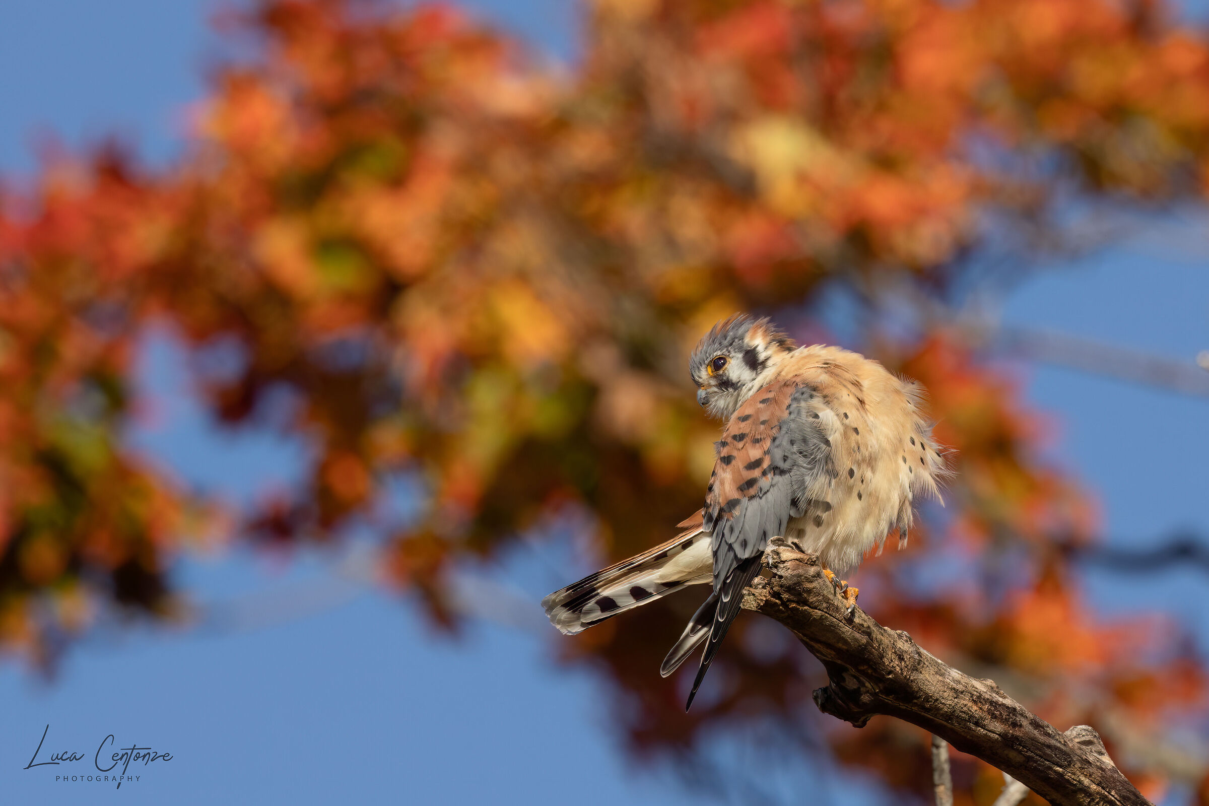 American Kestrel (Falco sparverius)...