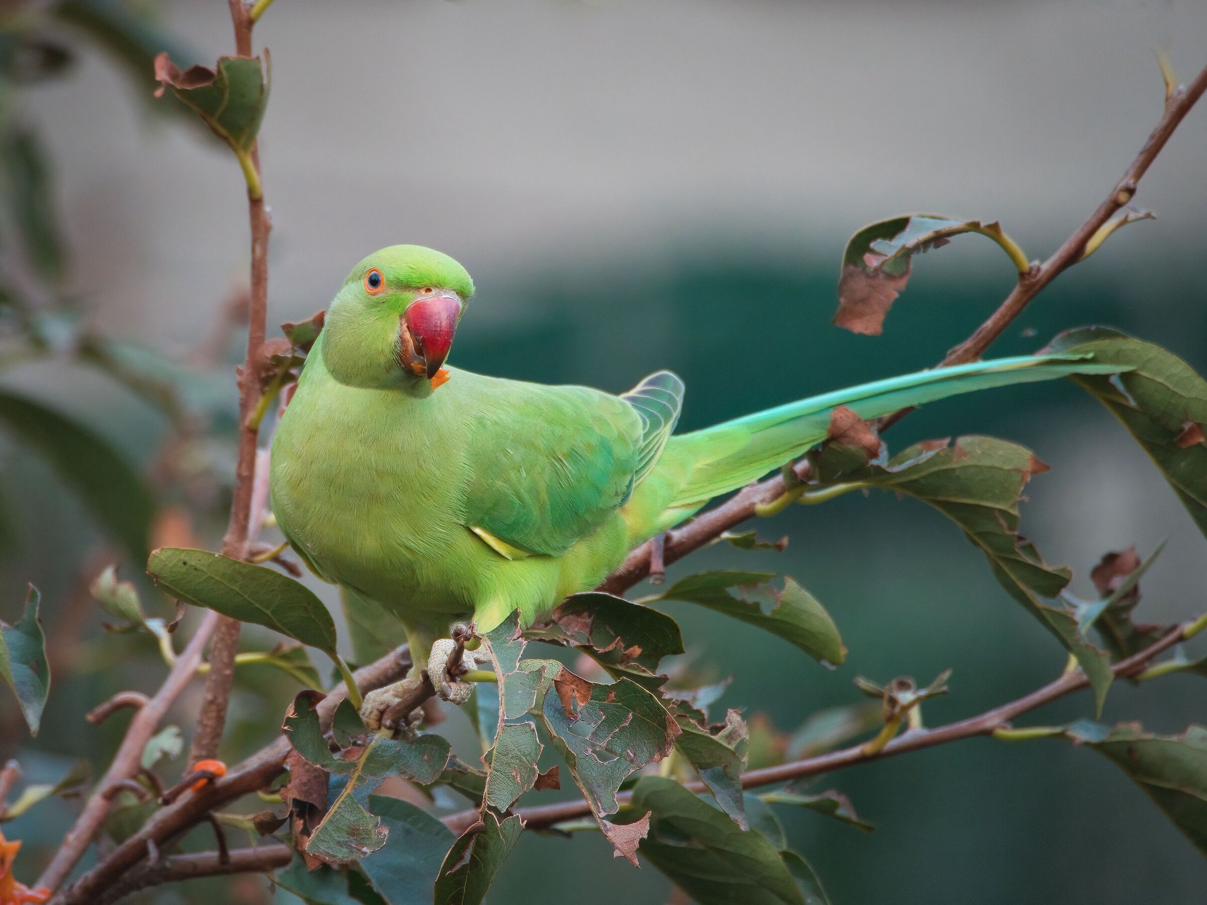 Green parrot...