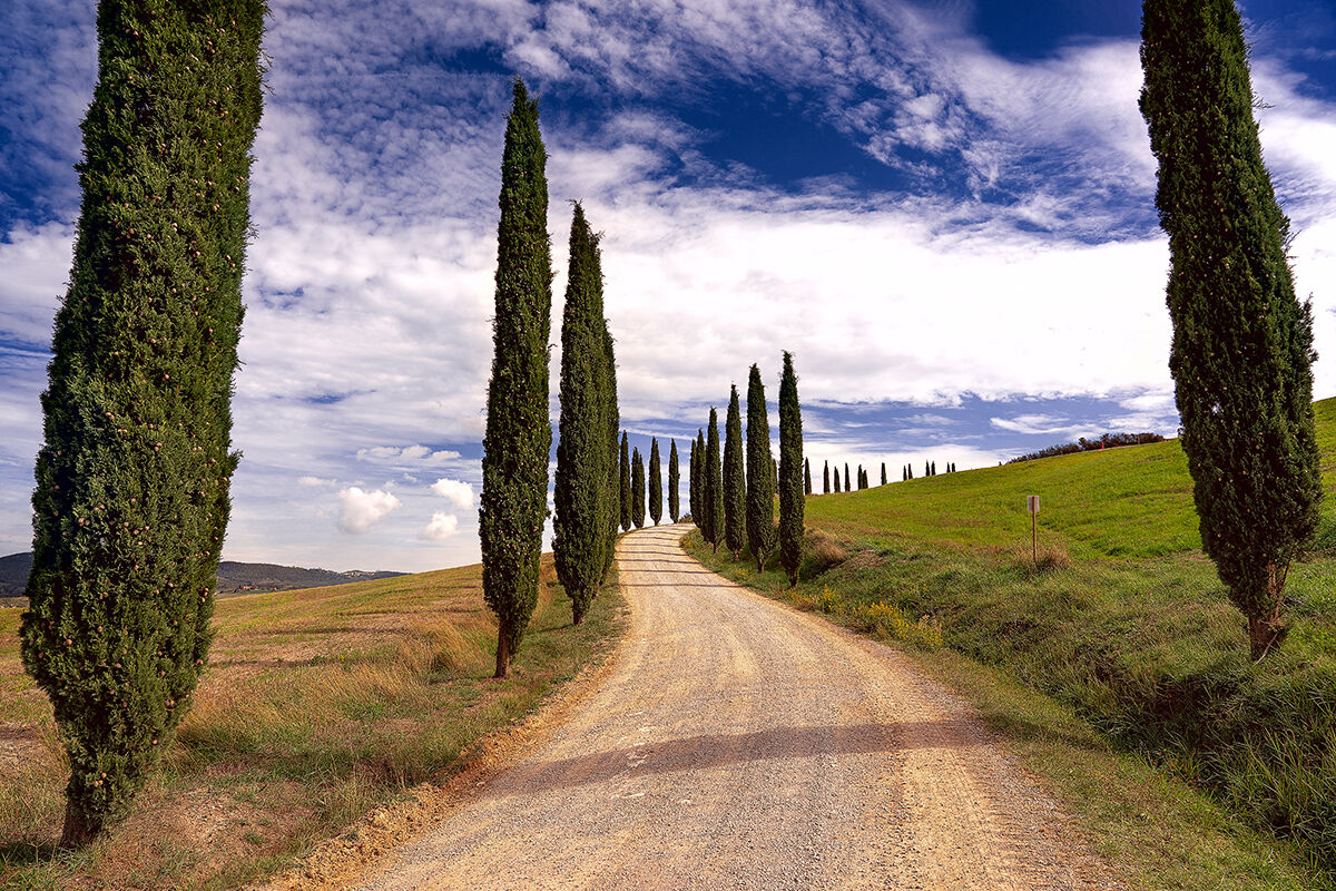 Tuscan Cypresses...