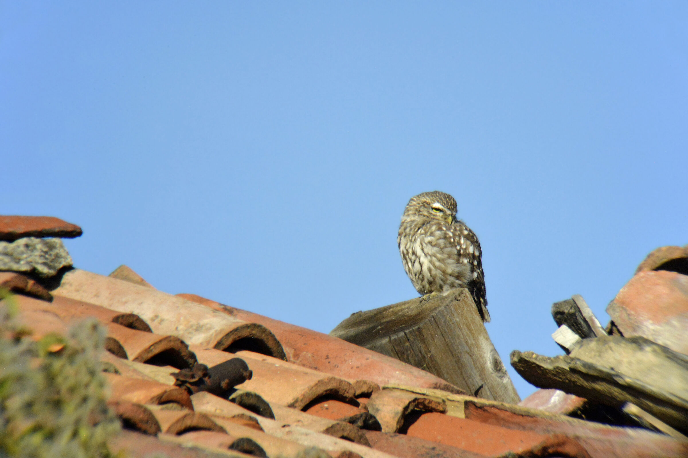 Owl on the roof...