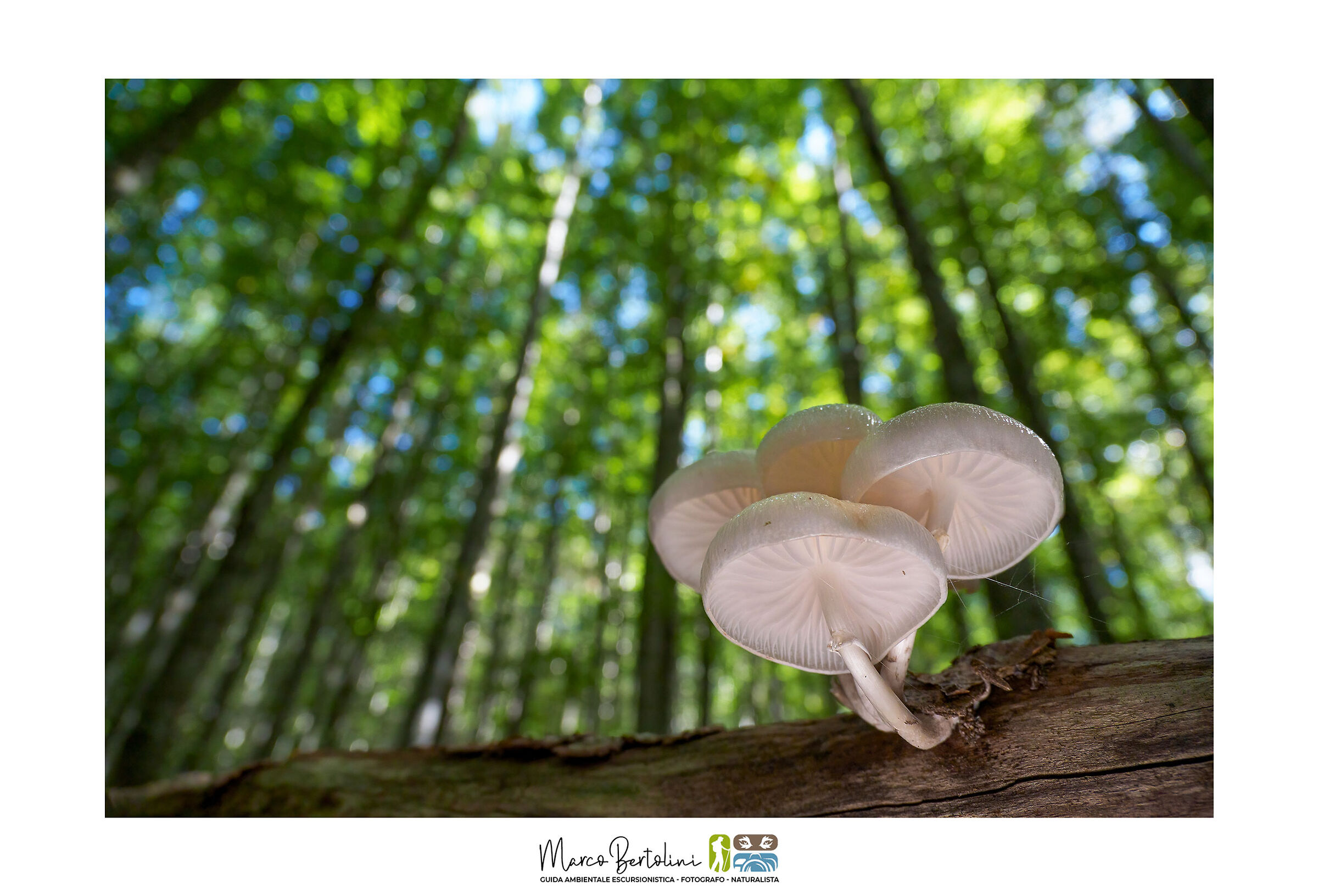 Porcelain mushrooms...
