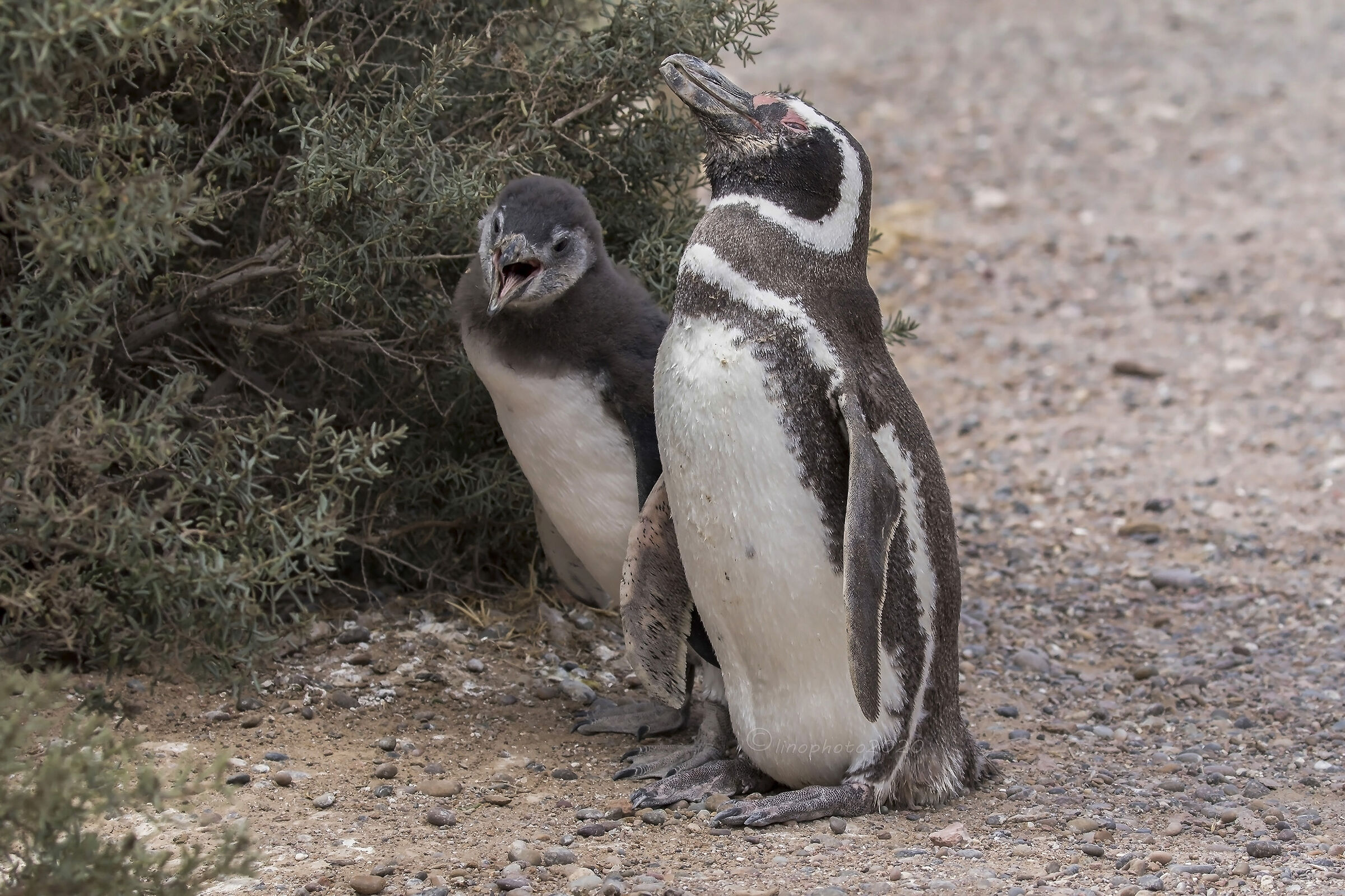 Pinguino di Magellano-Punta Tombo- Patagonia Argentina...
