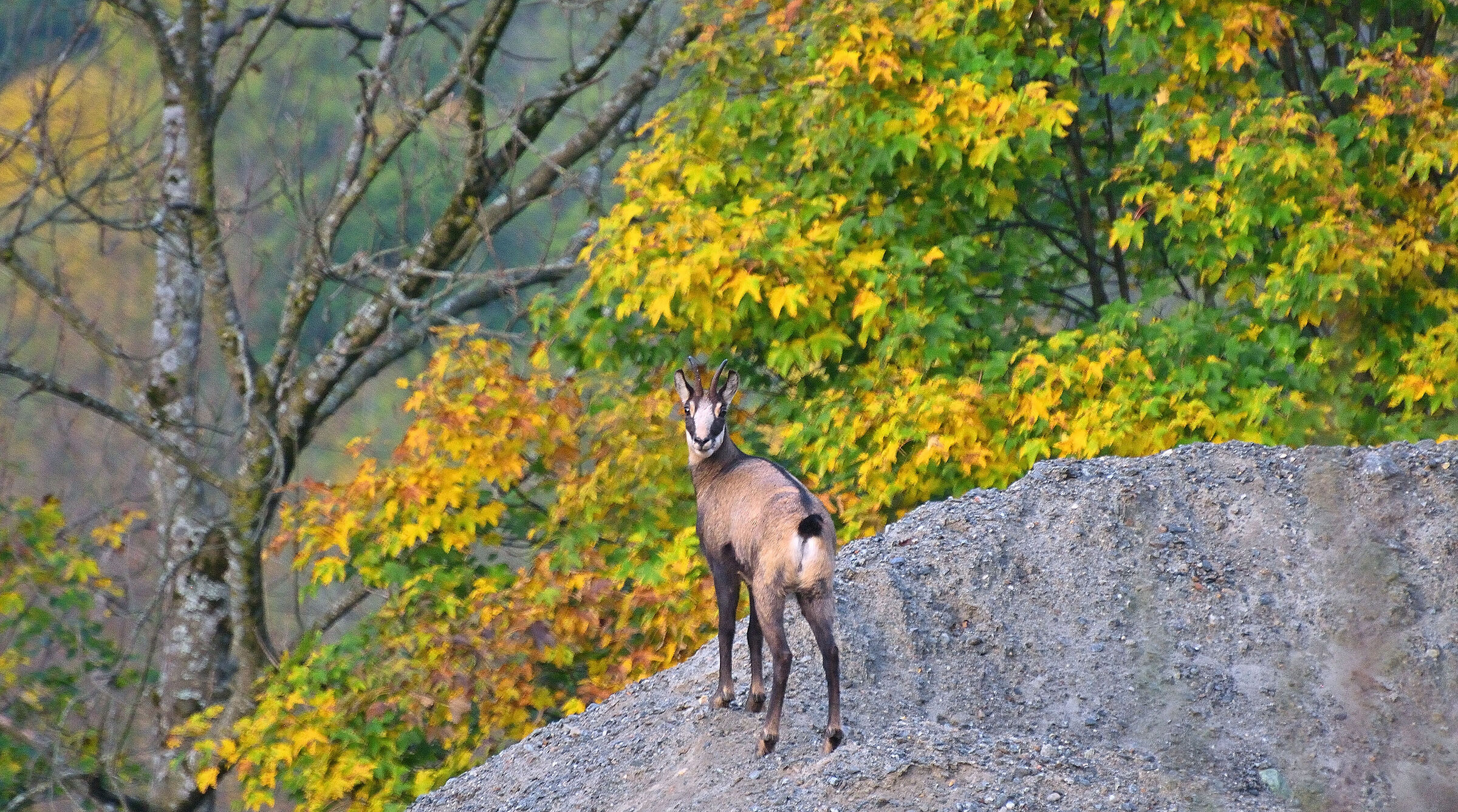 Young man of Chamois.......