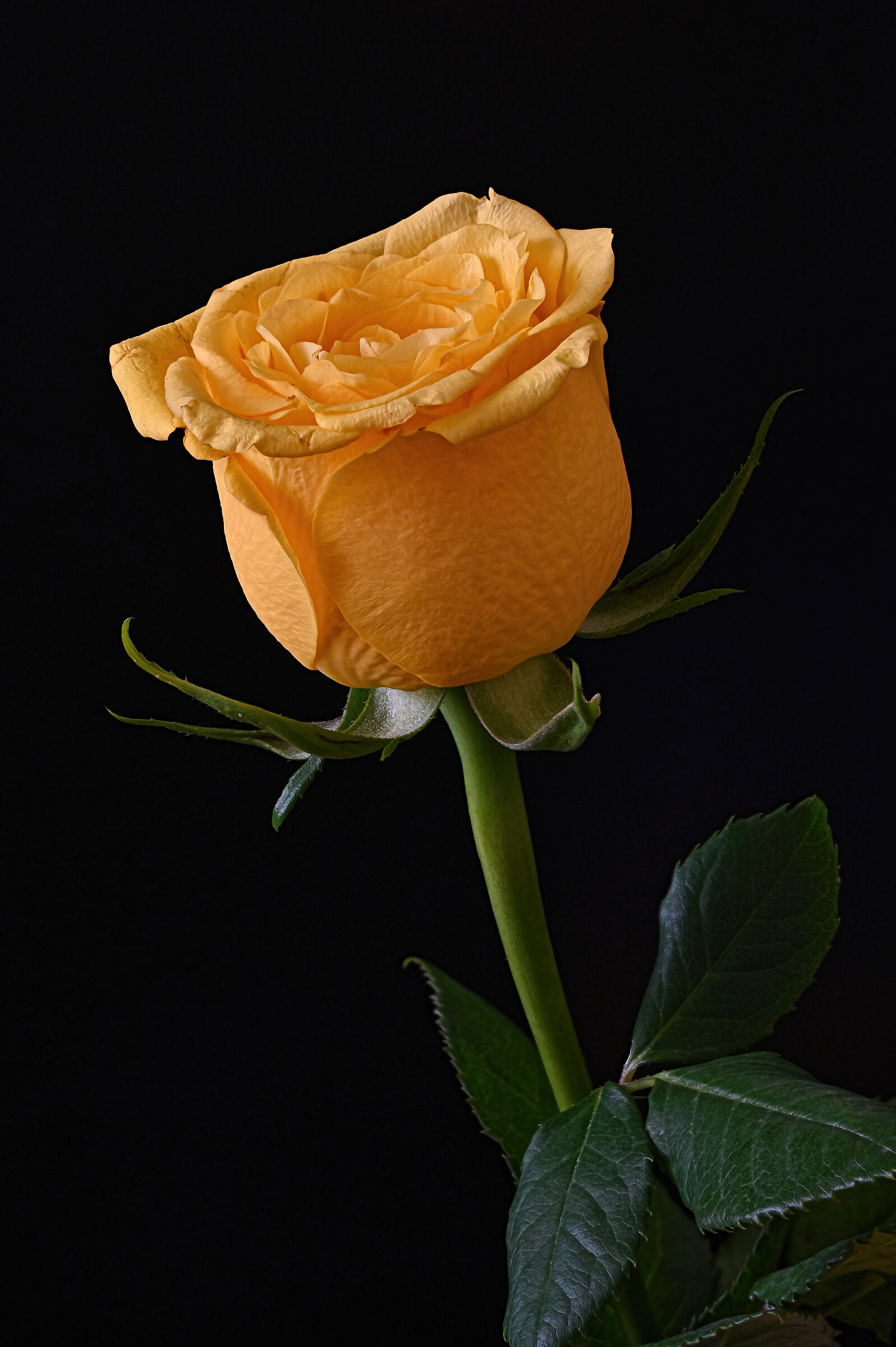 A simple yellow rose...