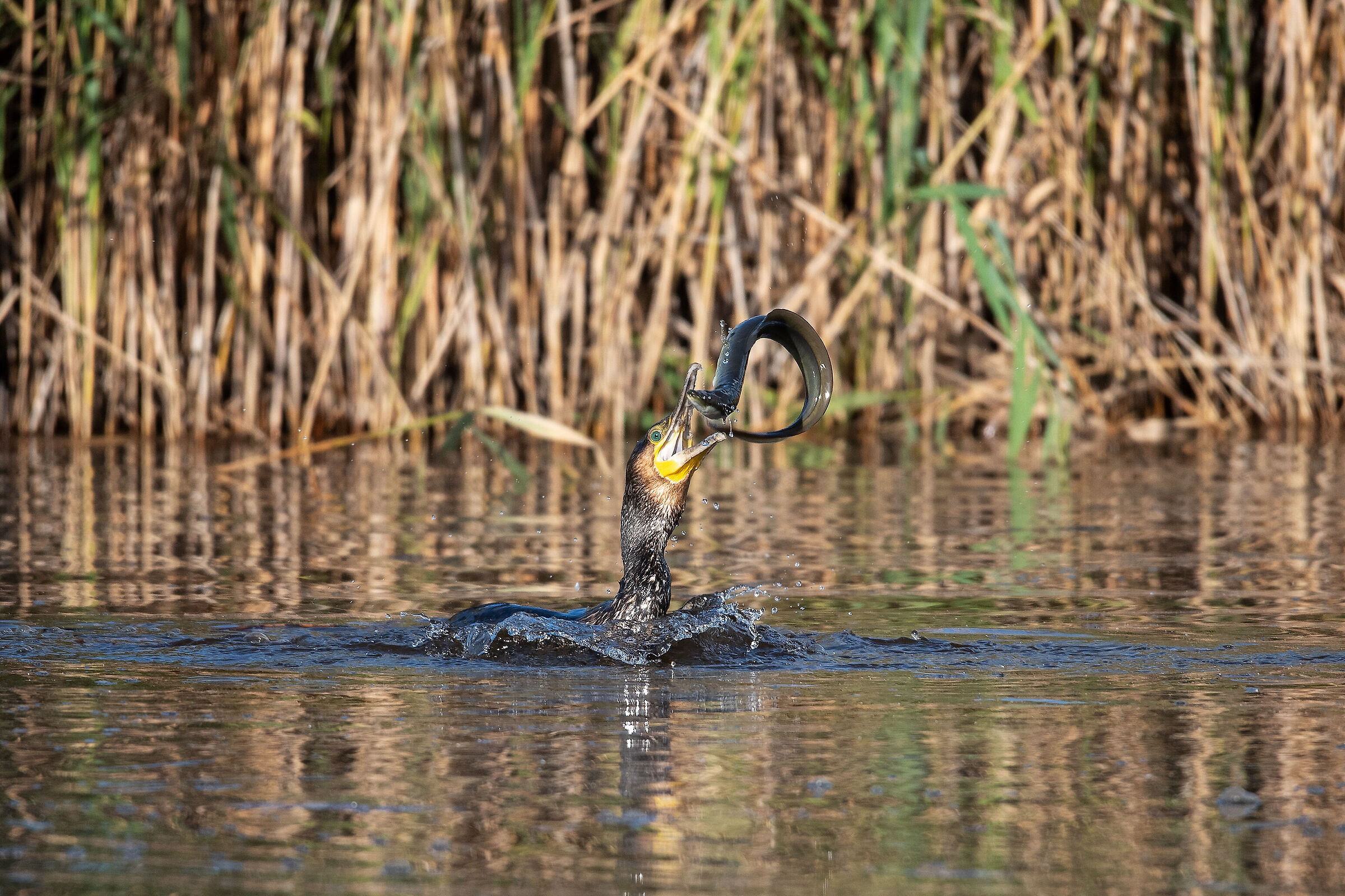 The cormorant and the eel....
