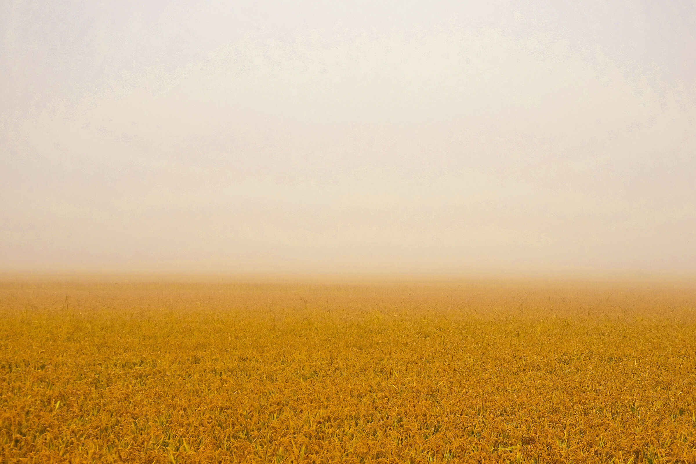 the foggy Yellow Sea of the Po Valley...