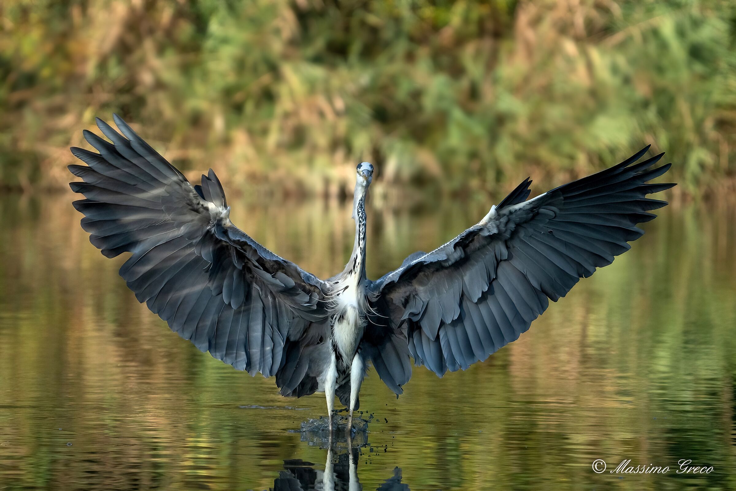 Perfect landing - Grey heron  ...