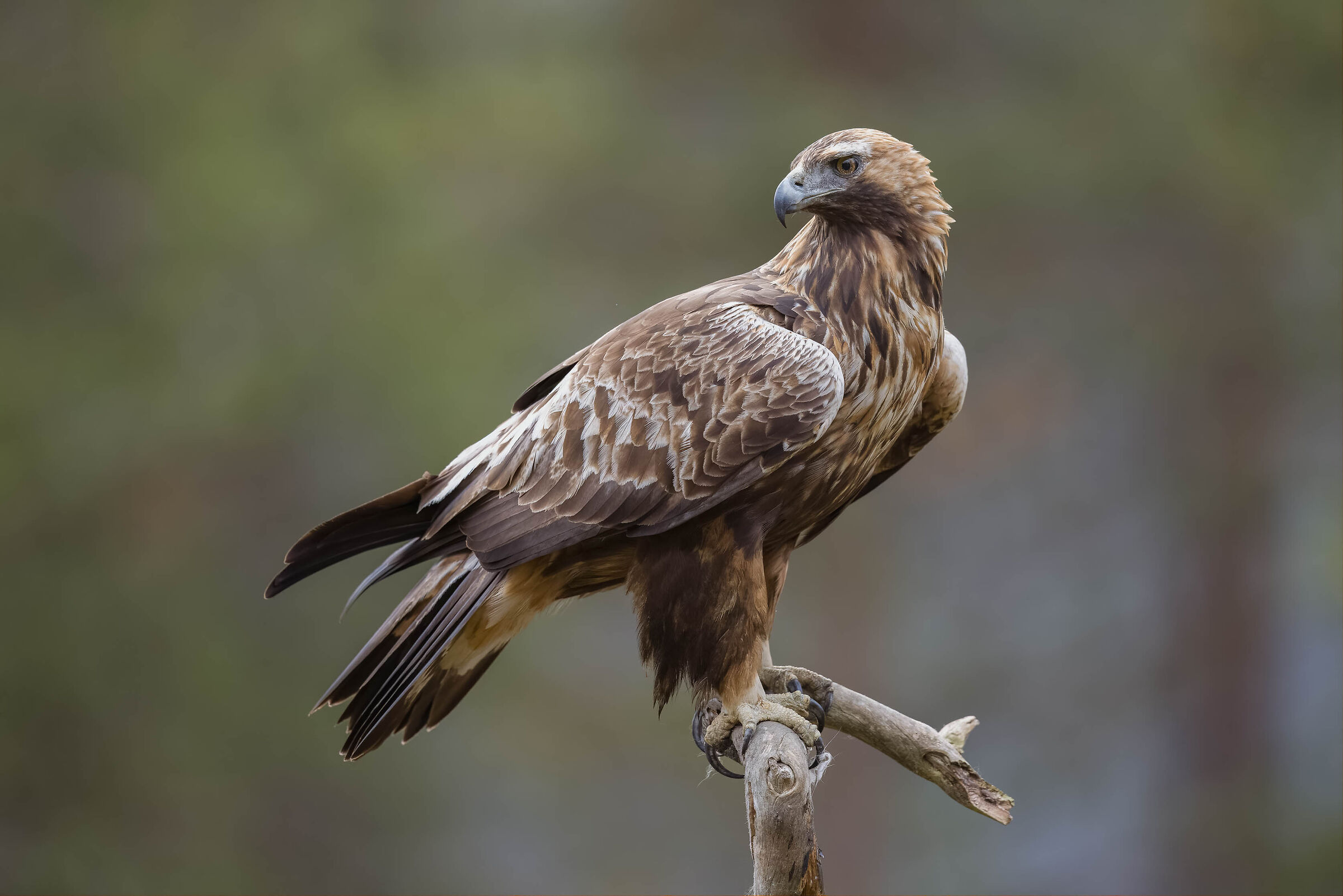 Portrait of male golden eagle ...