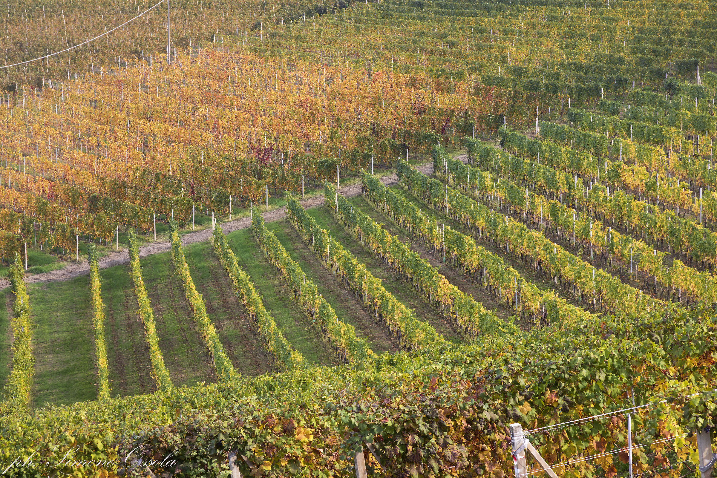 Autumn wedges.... in the Langhe...