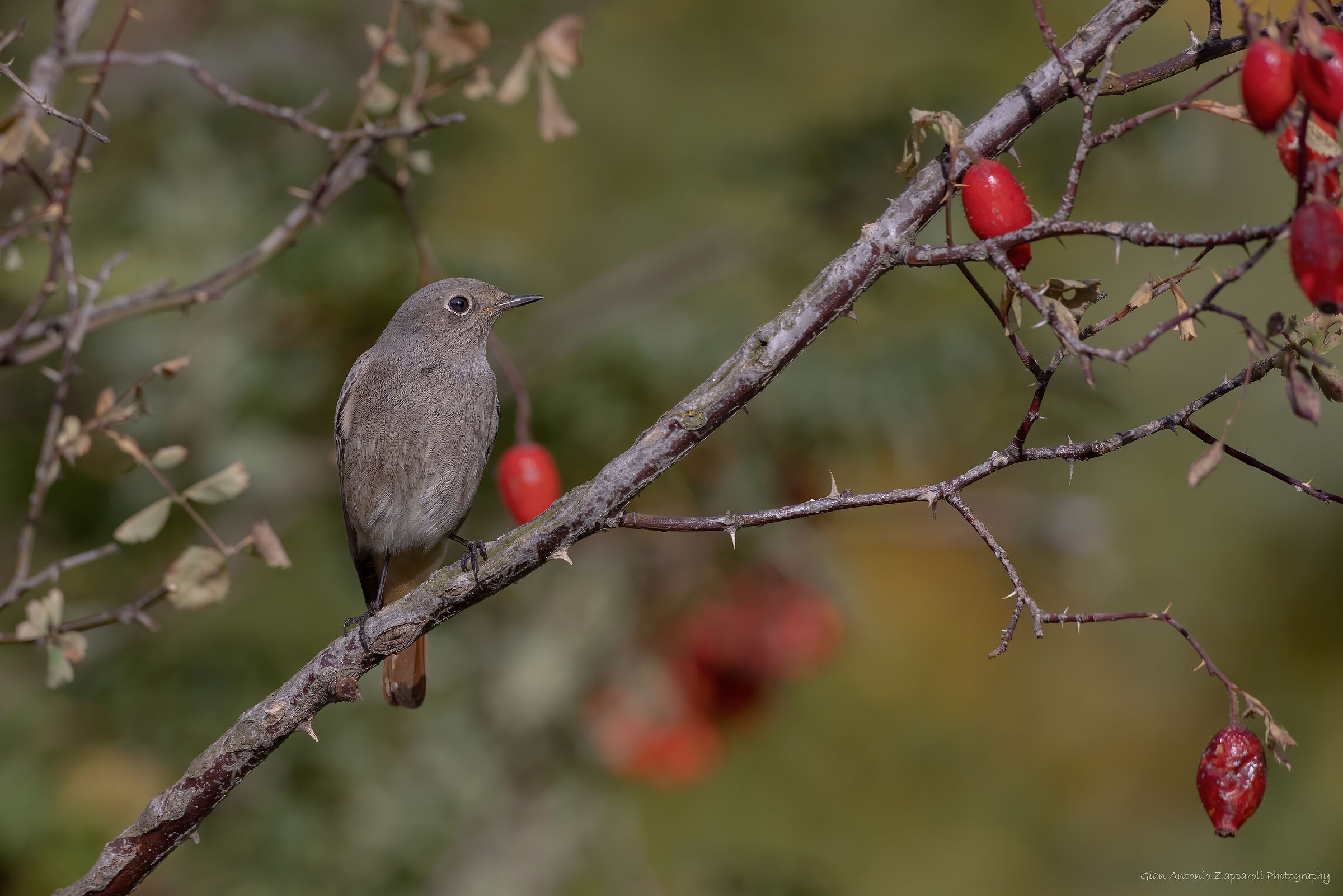Redstart & female; (Phoenicurus phoenicurus)...