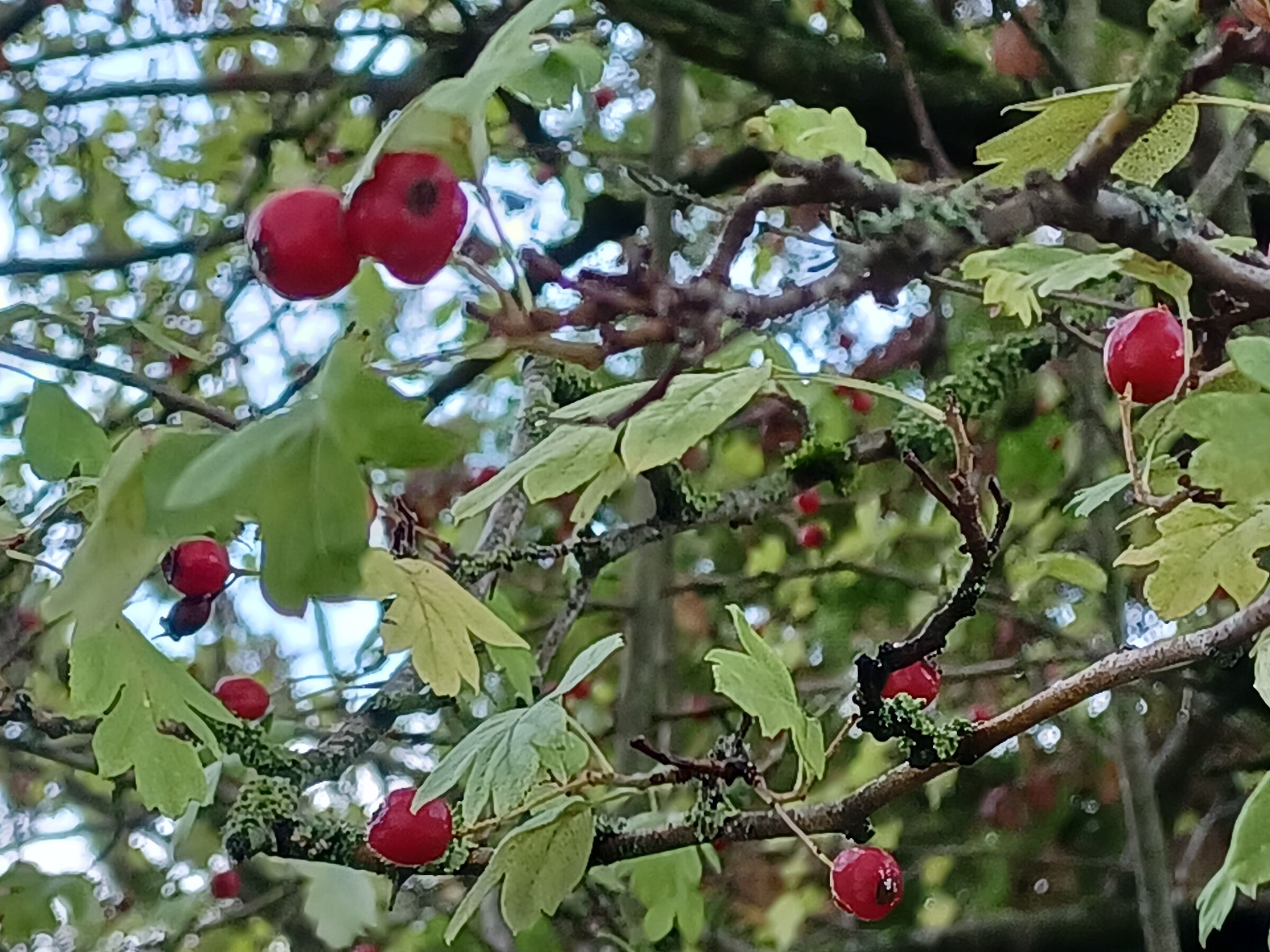 Autumn berries...