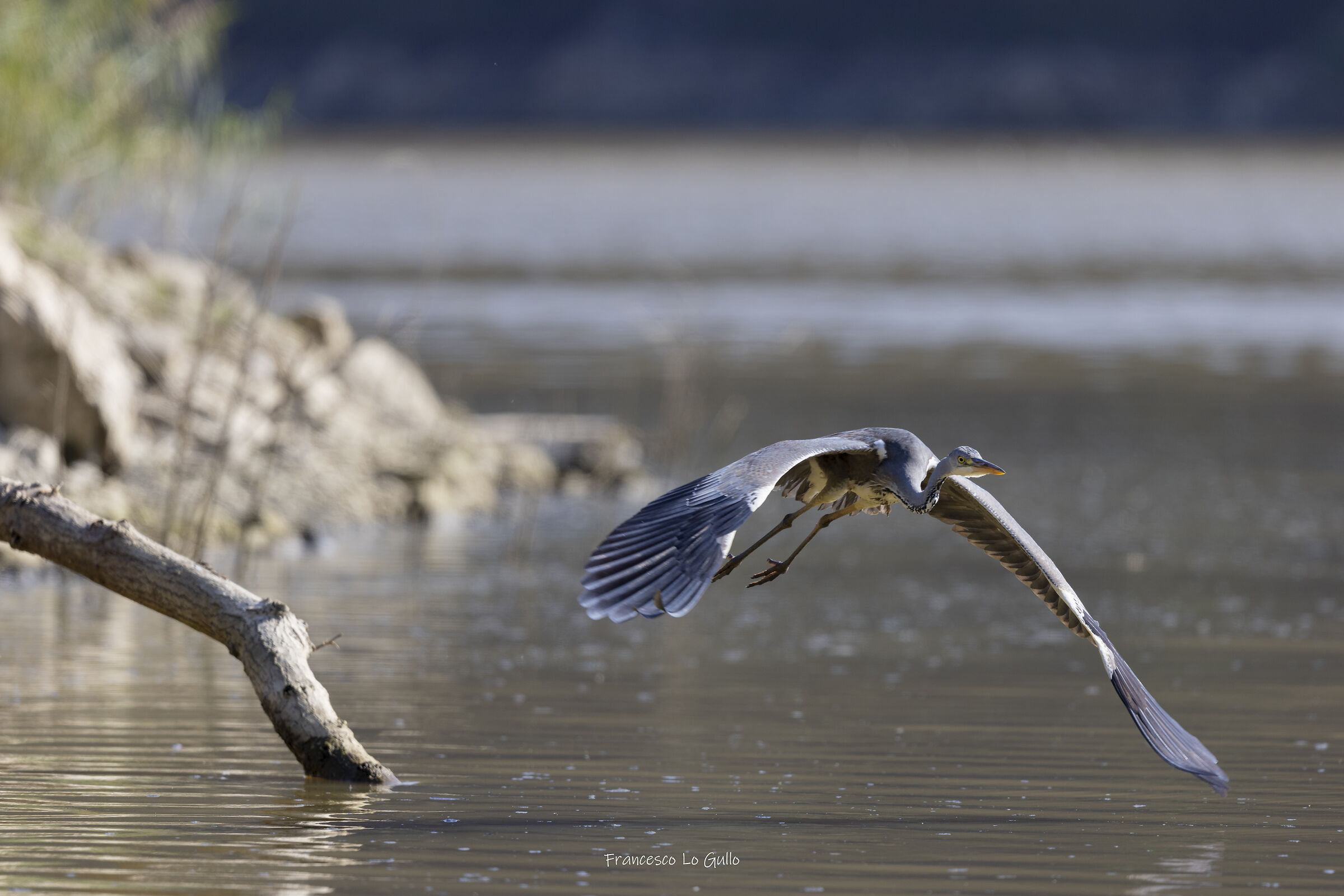 Grey heron in flight...