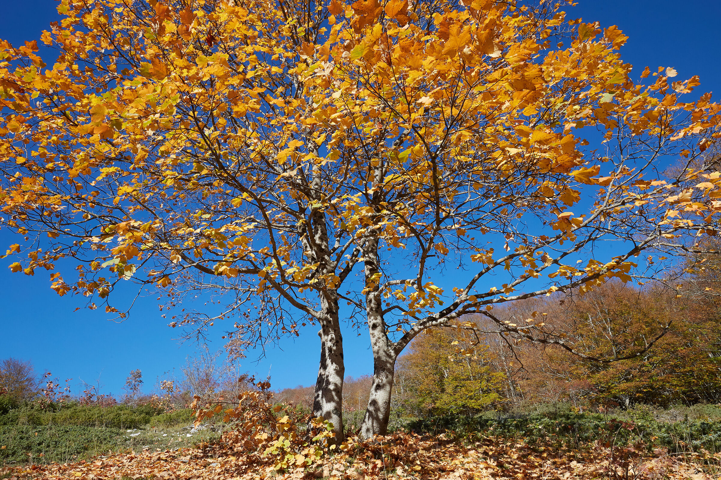 Autumn colors -Bosco del Monte Porrara-Maiella...