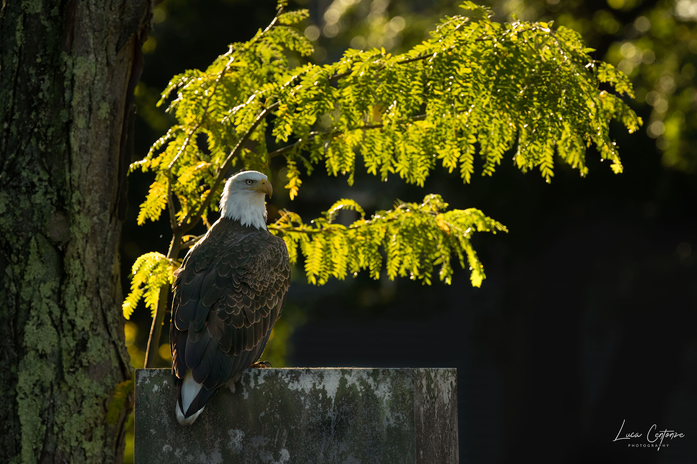 Bald Eagle (Haliaeetus leucocephalus) adult female...