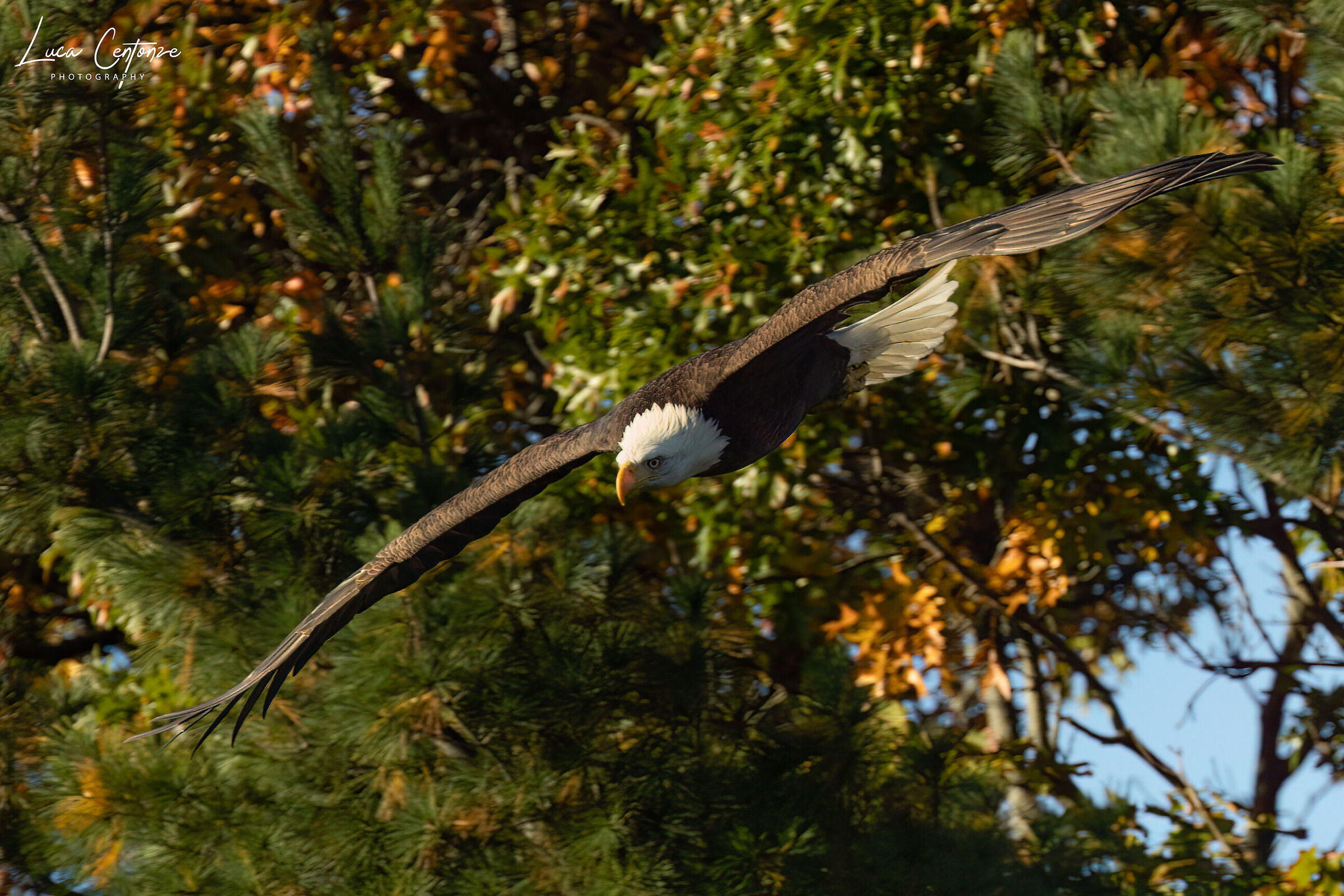 Bald Eagle (Haliaeetus leucocephalus) femmina adulto...