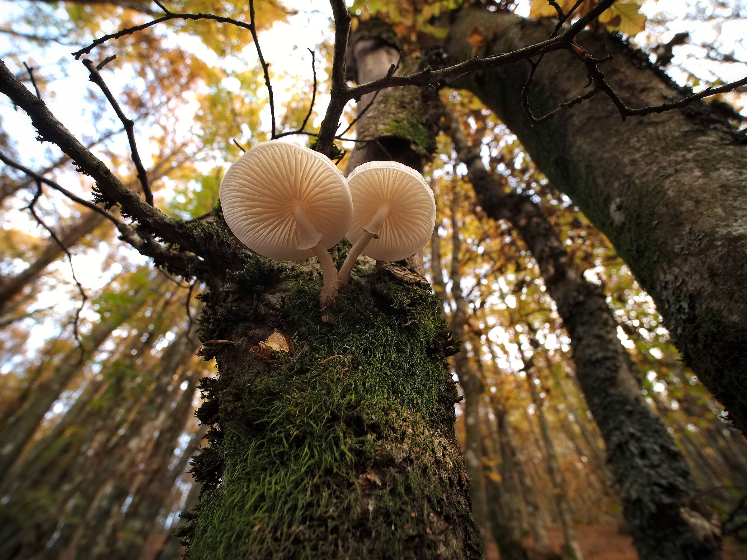 Mushrooms from under...