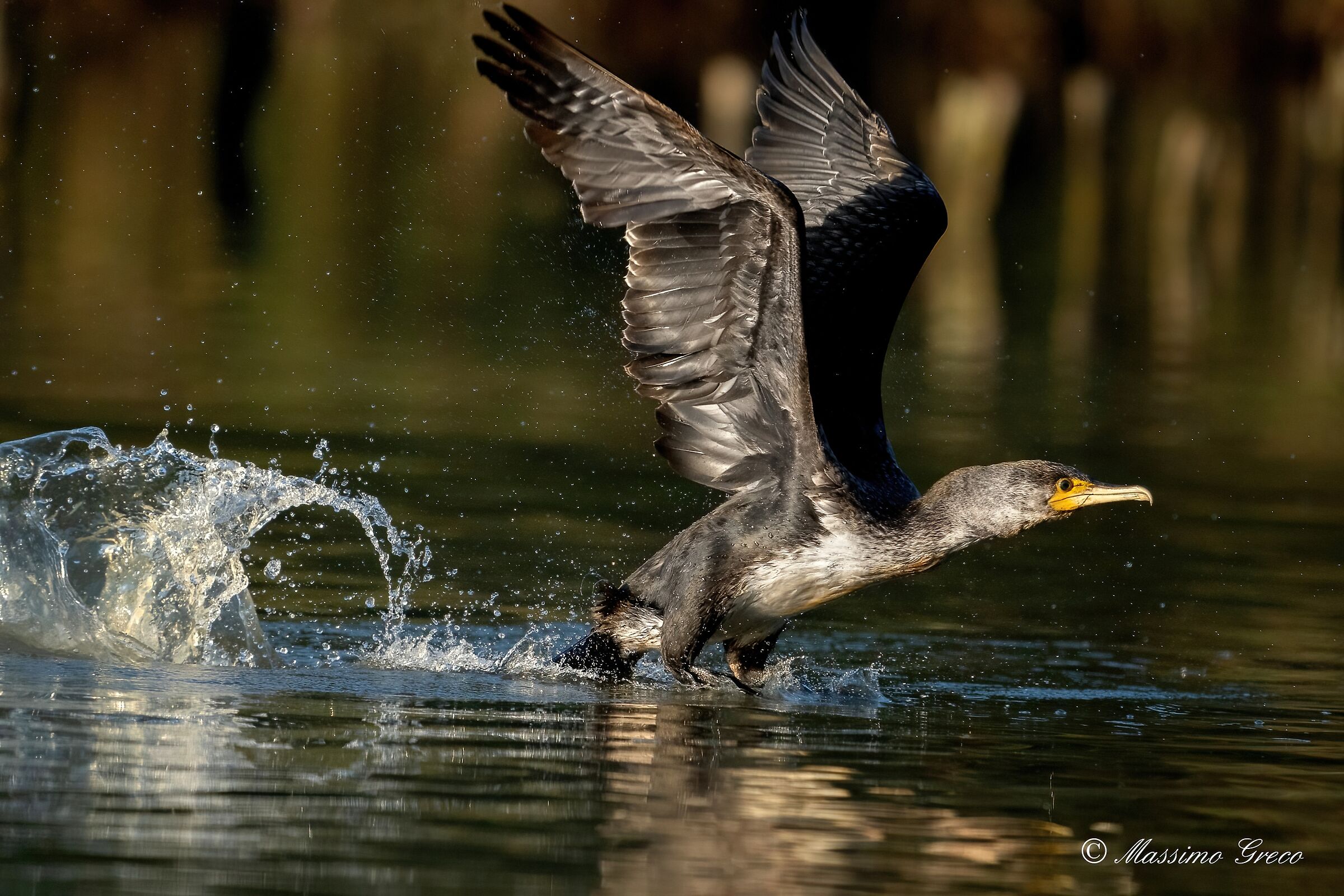 The take-off of the Cormorant...