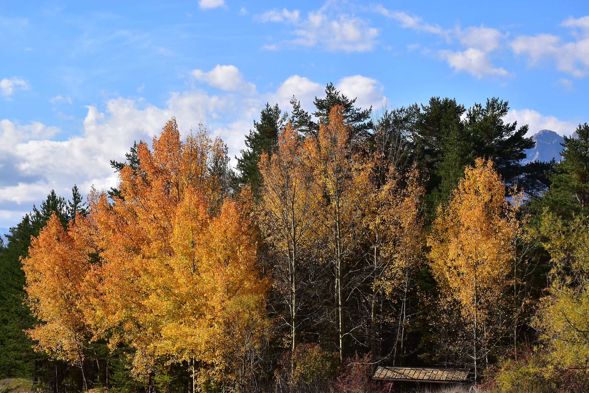 L'autunno e i suoi colori...