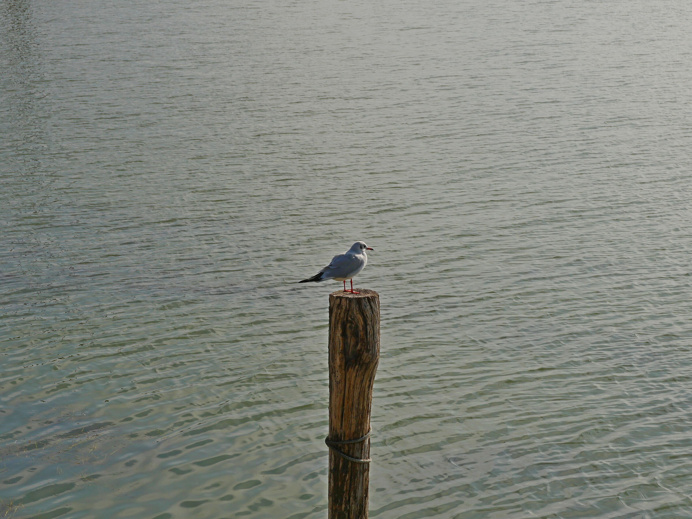 Seagull at Trasimeno...