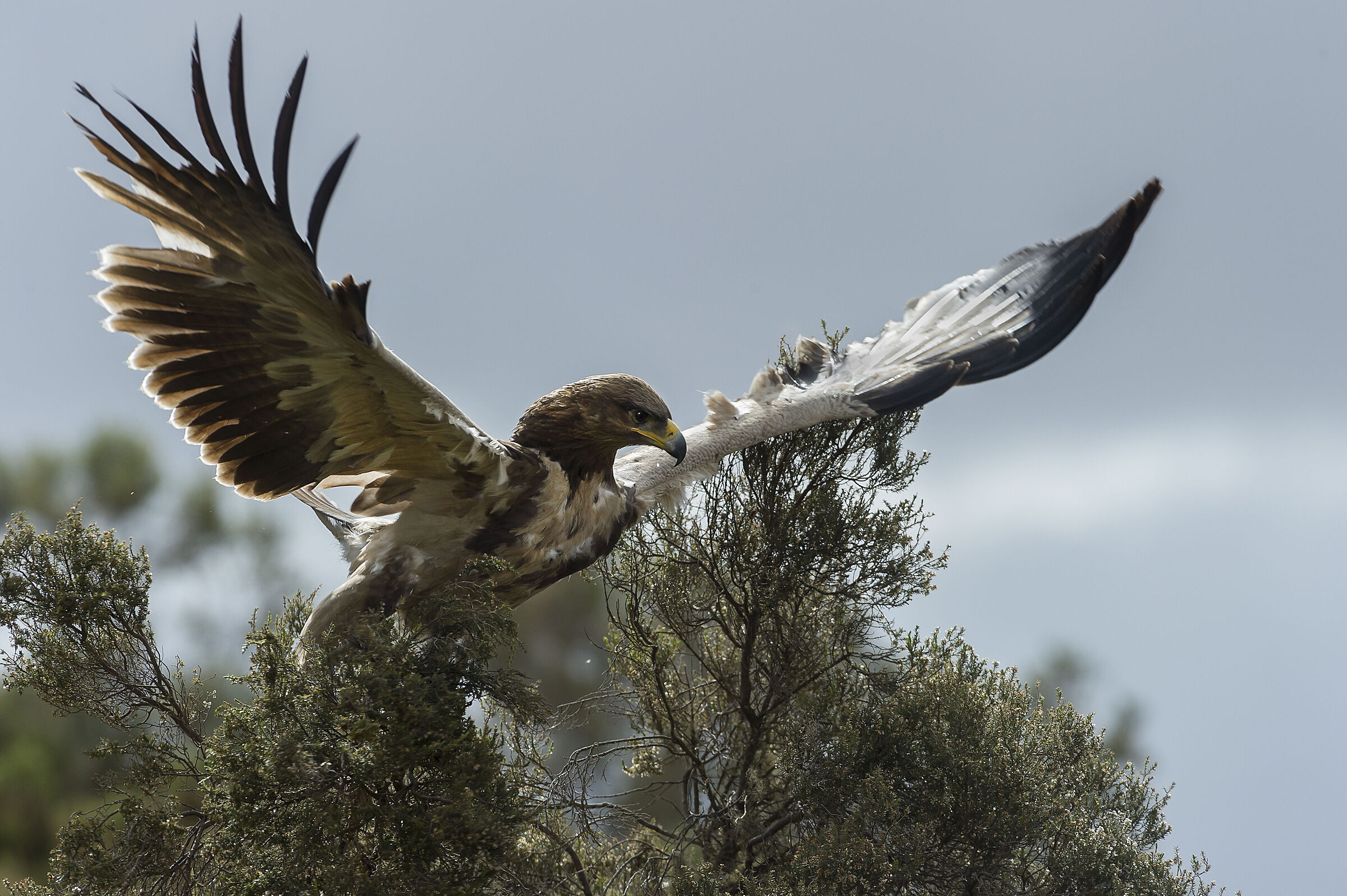 Aquila rapace (Aquila rapax), Tawny Eagle...