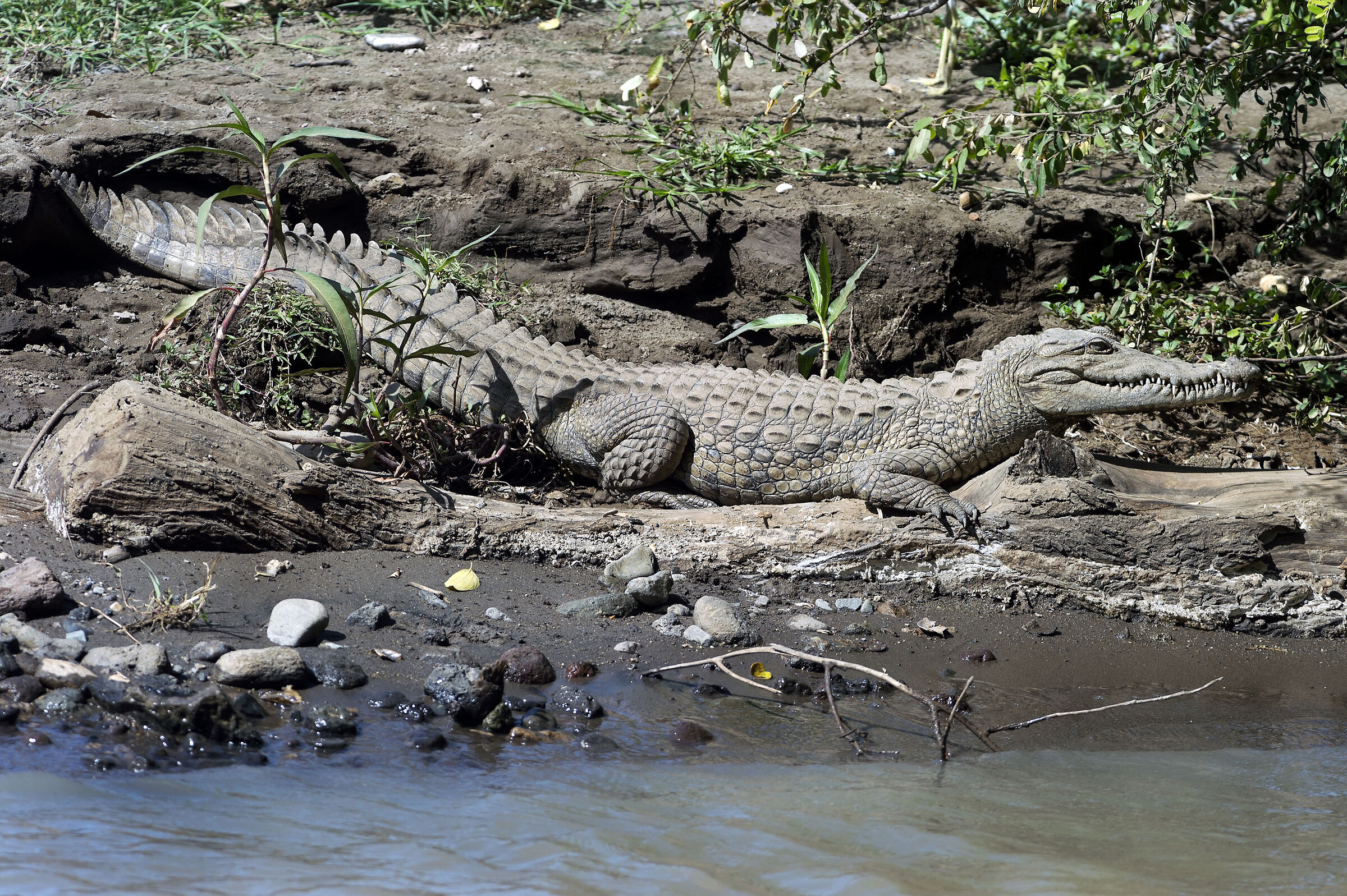 Coccodrillo (Crocodylus niloticus), Nile Crocodile...