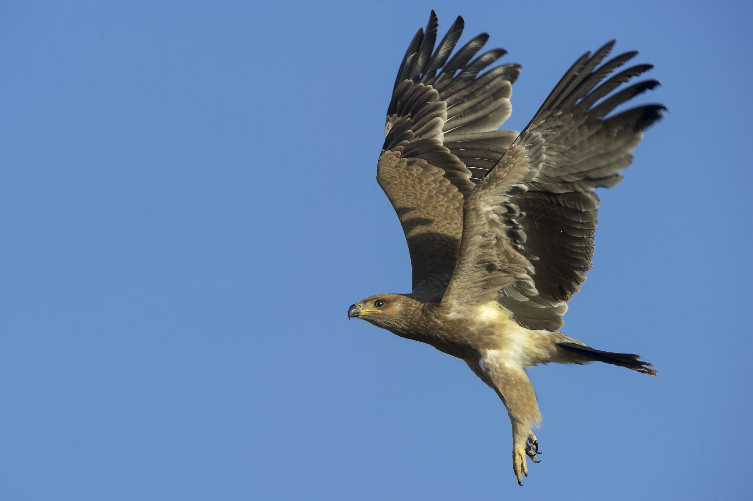 Aquila rapace (Aquila rapax), Tawny Eagle...