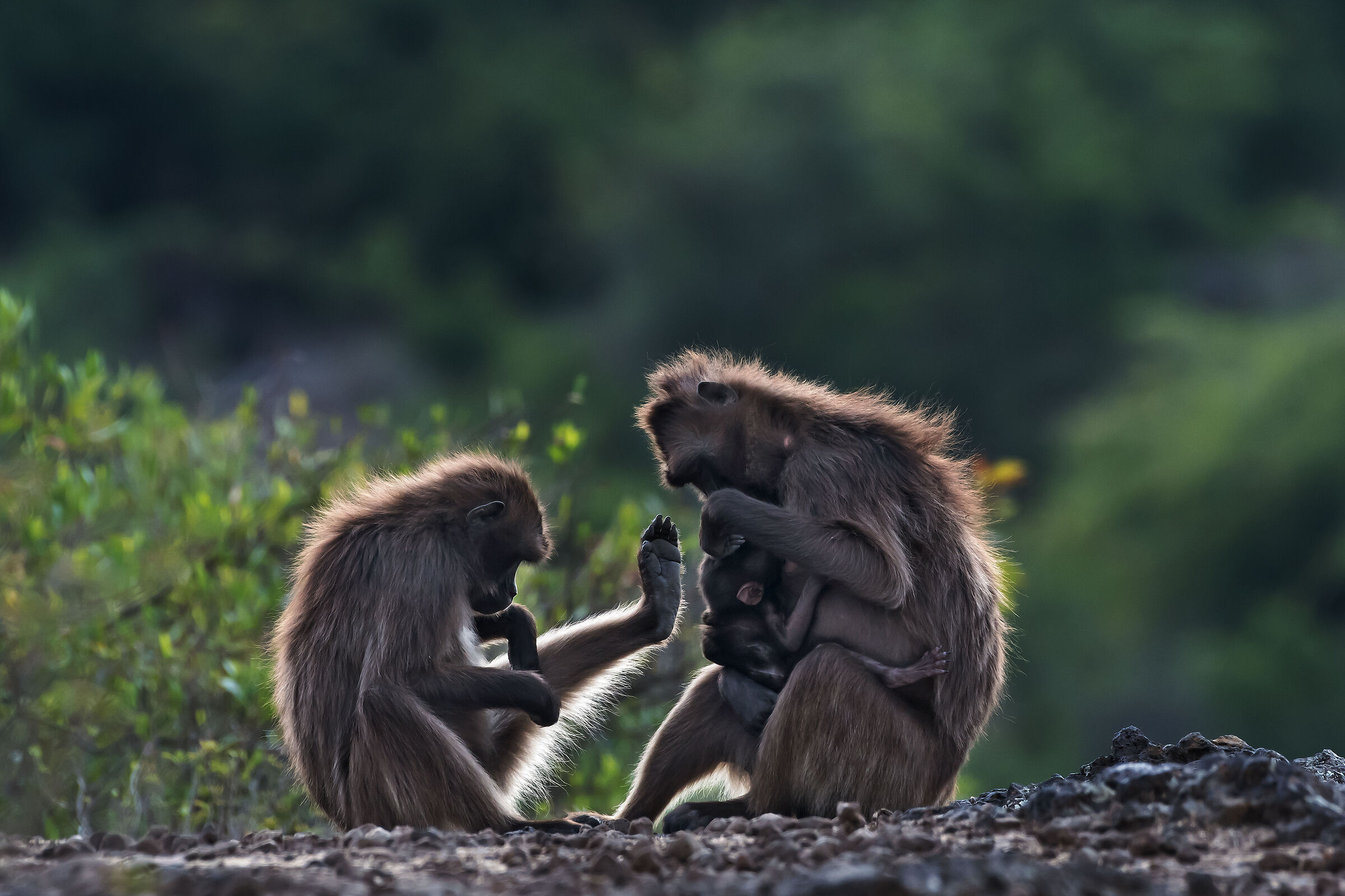 grooming tra Gelada (Theropithecus gelada)...