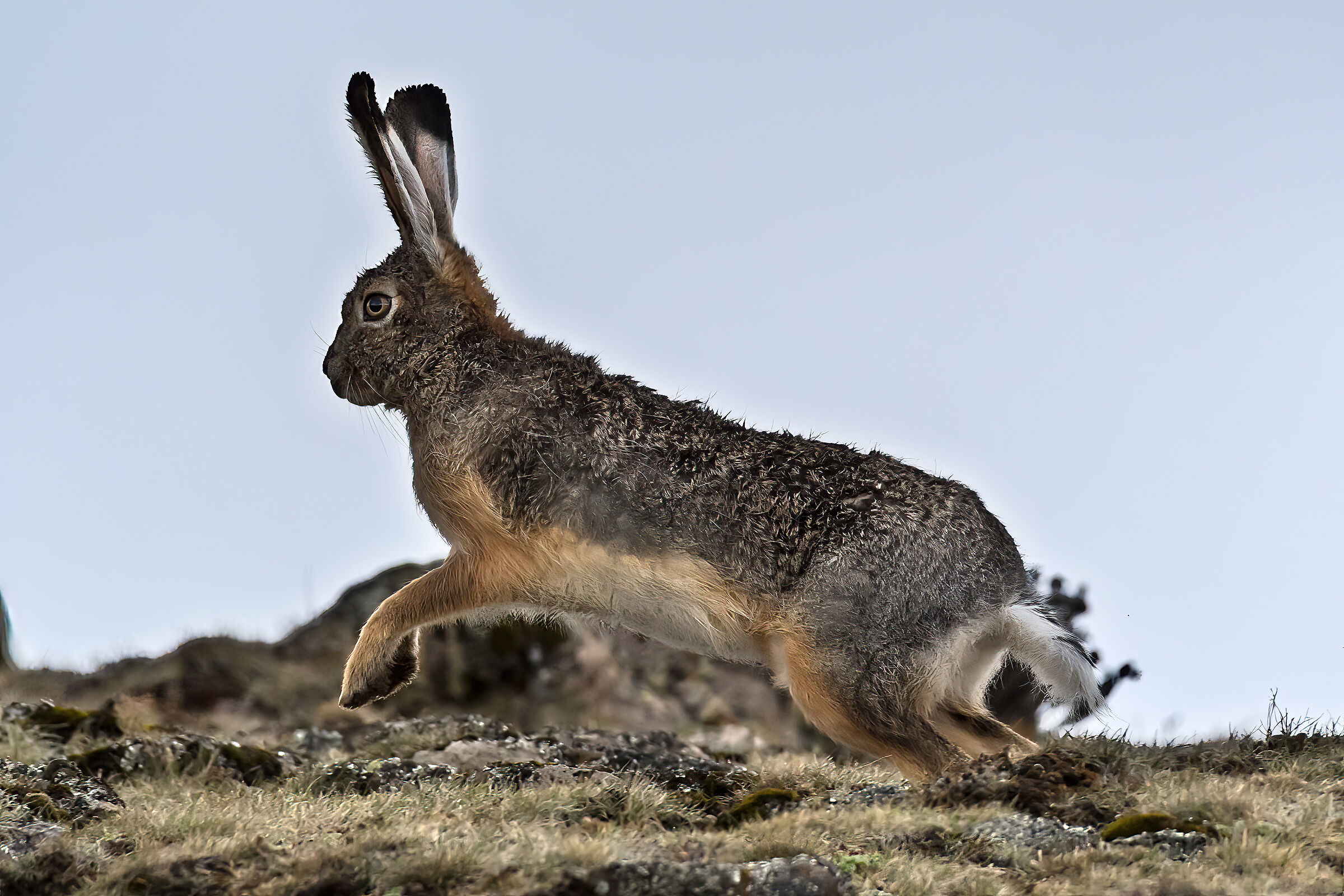 Lepre etiope (Lepus starckii), Ethiopian Highland Hare...