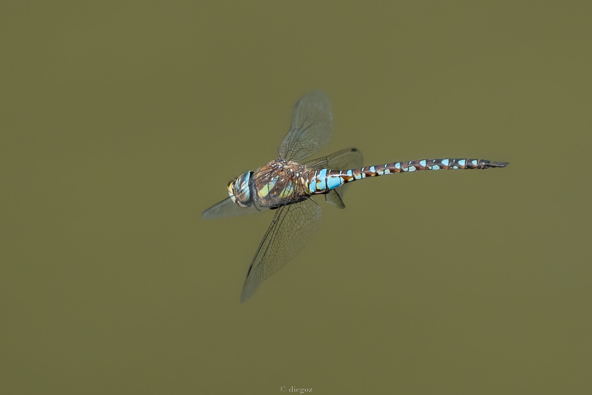 Latest dragonflies...