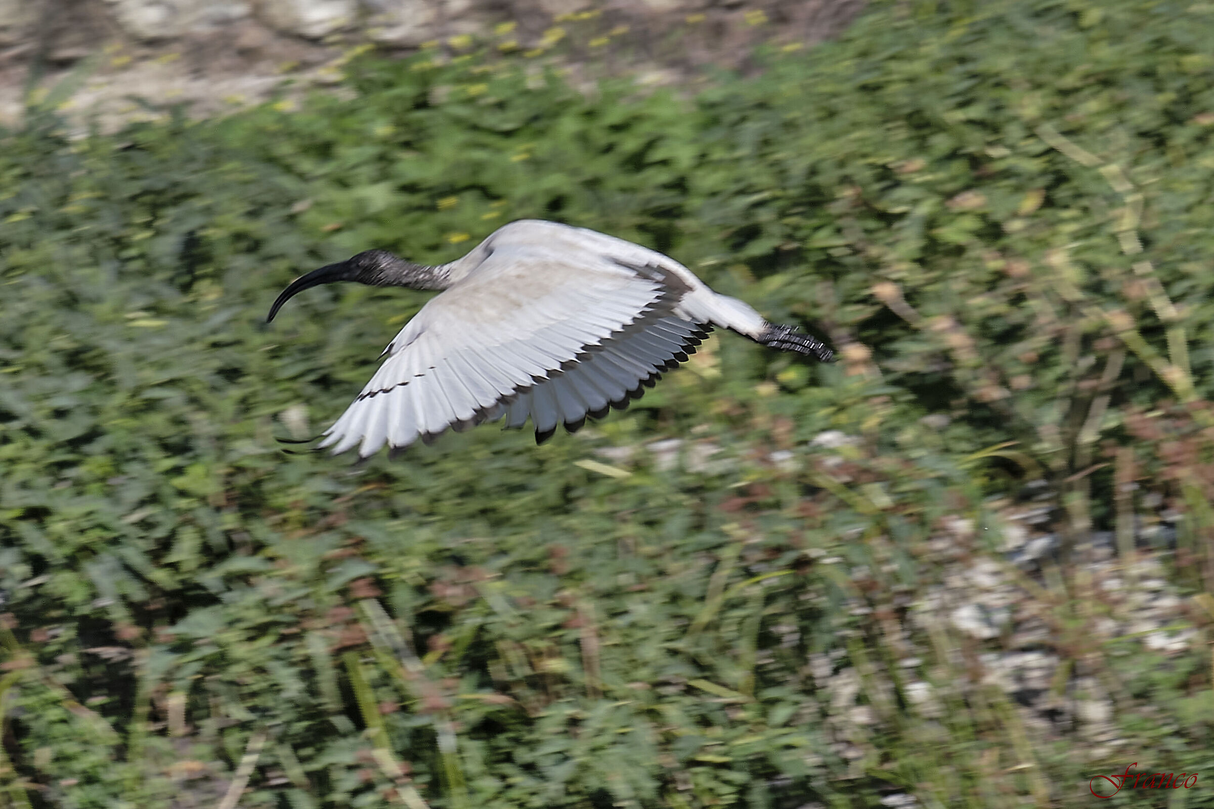 The flight of the Royal Ibis...